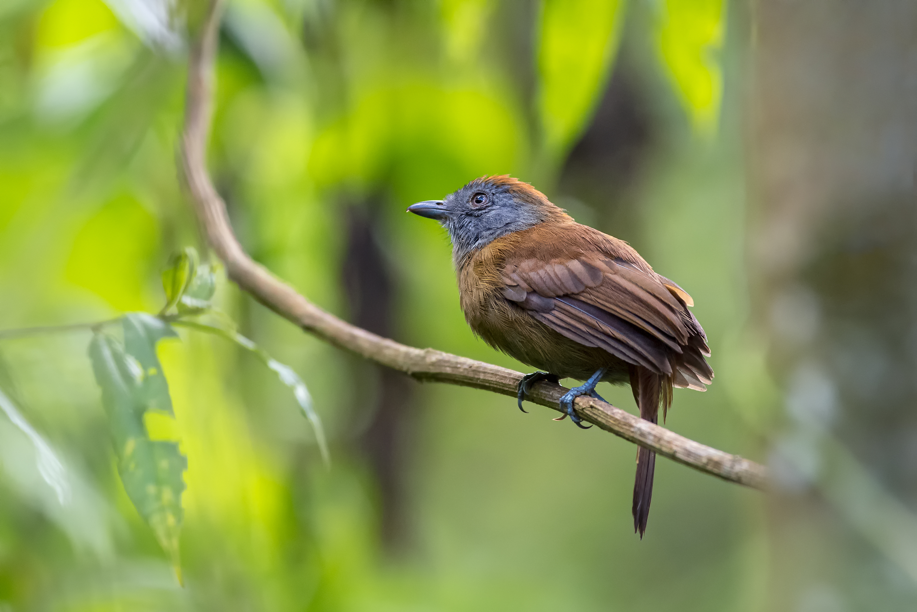 Female antbird