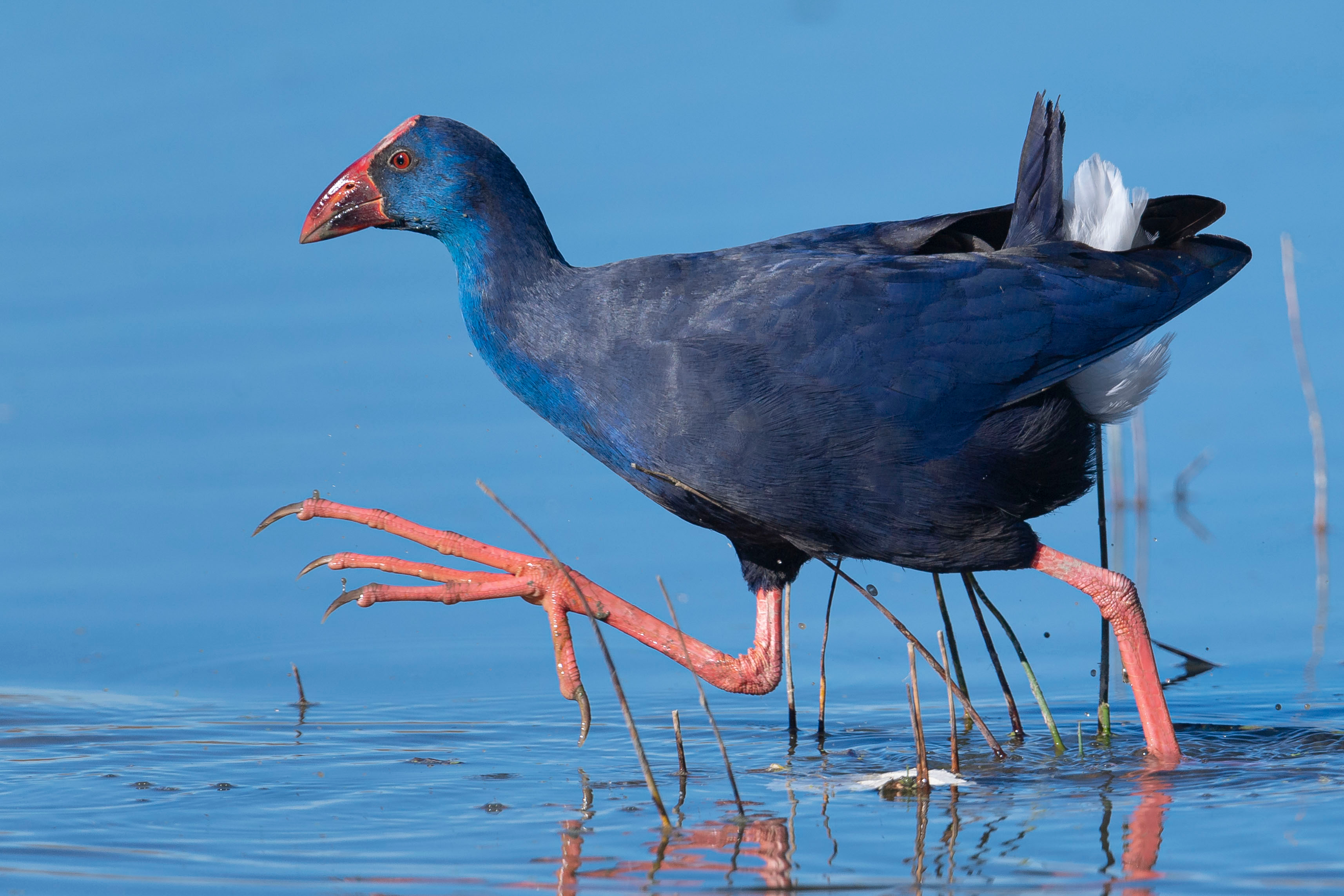 Purple gallinule wading