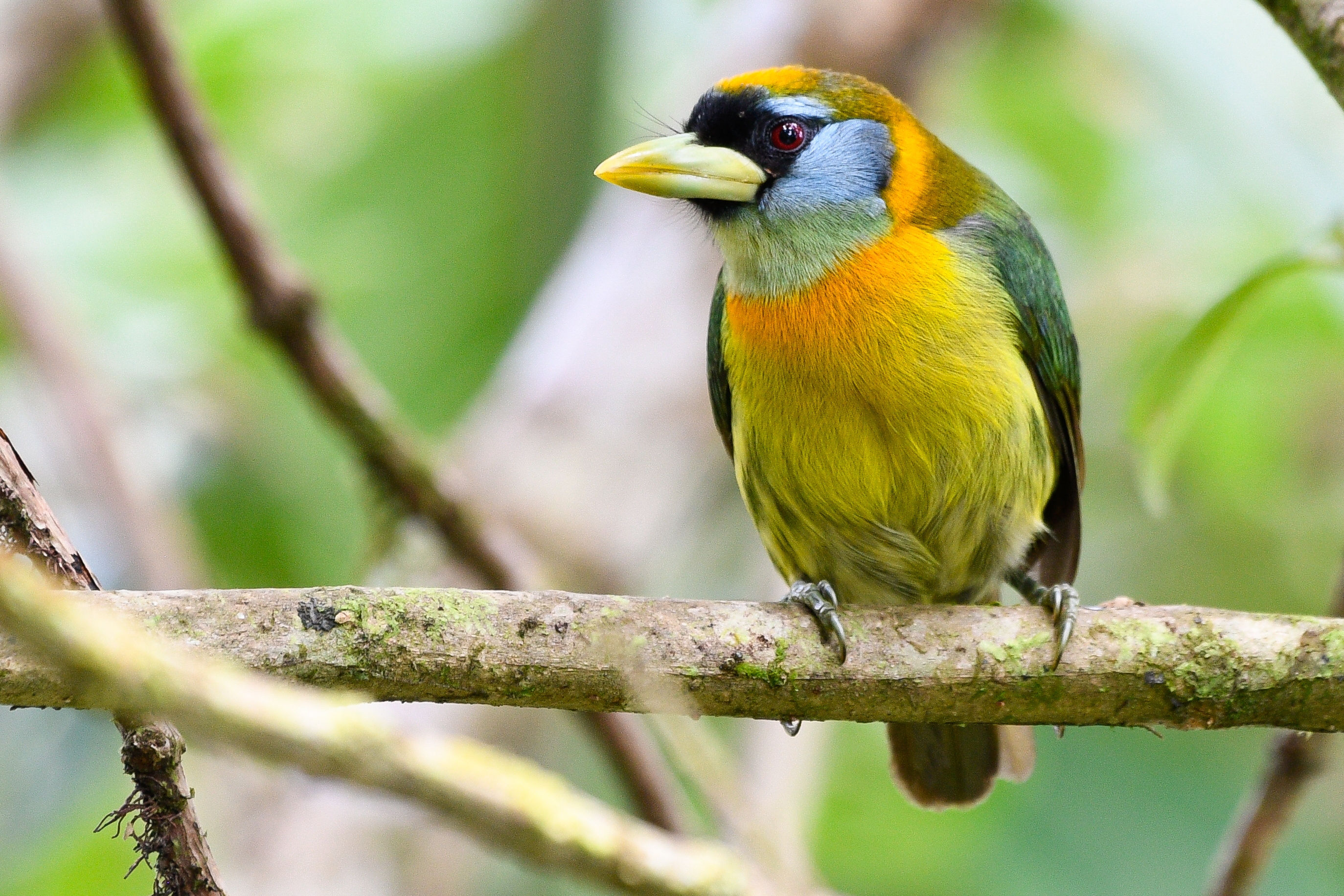 Female red-headed barbet