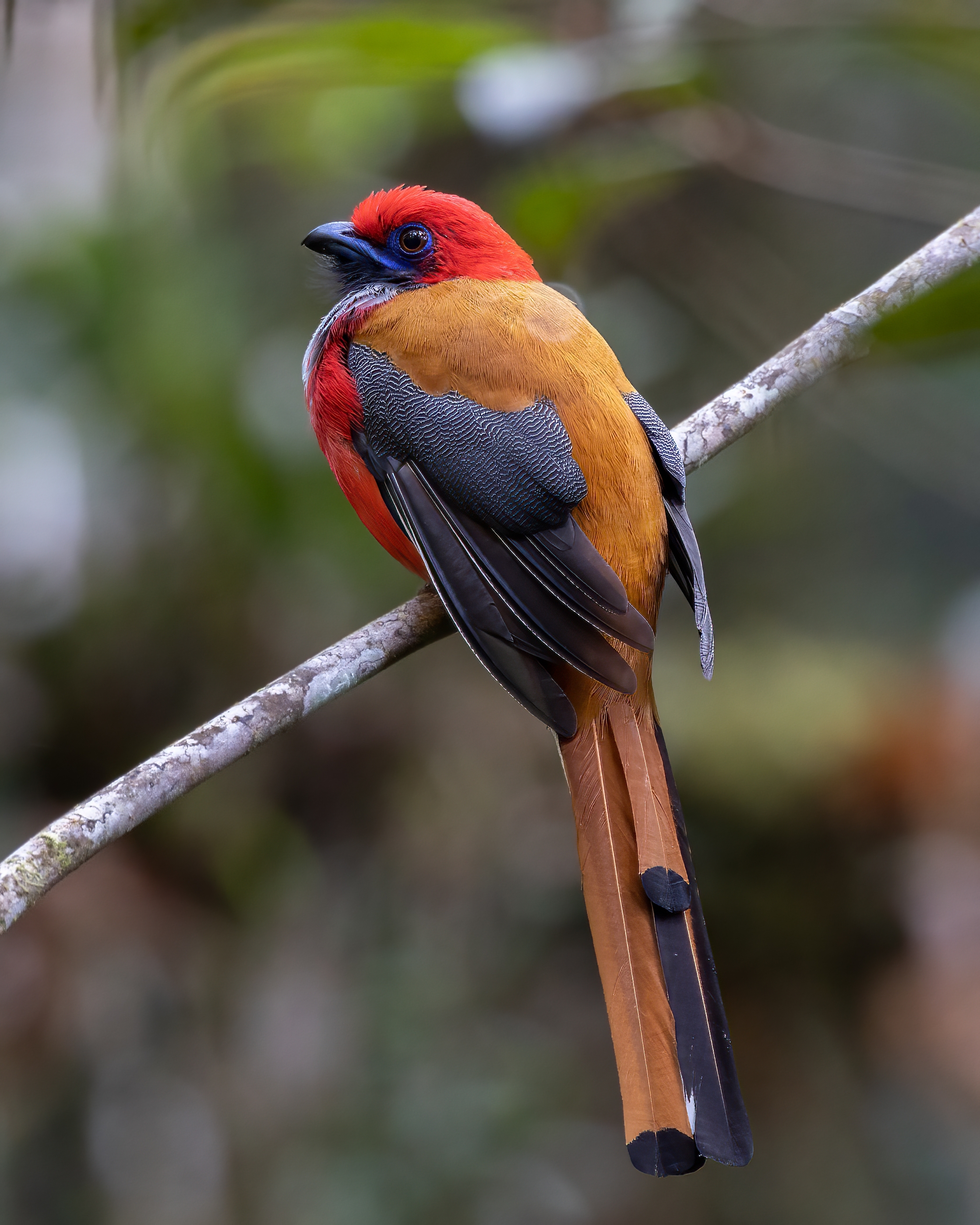 Trogon in Borneo