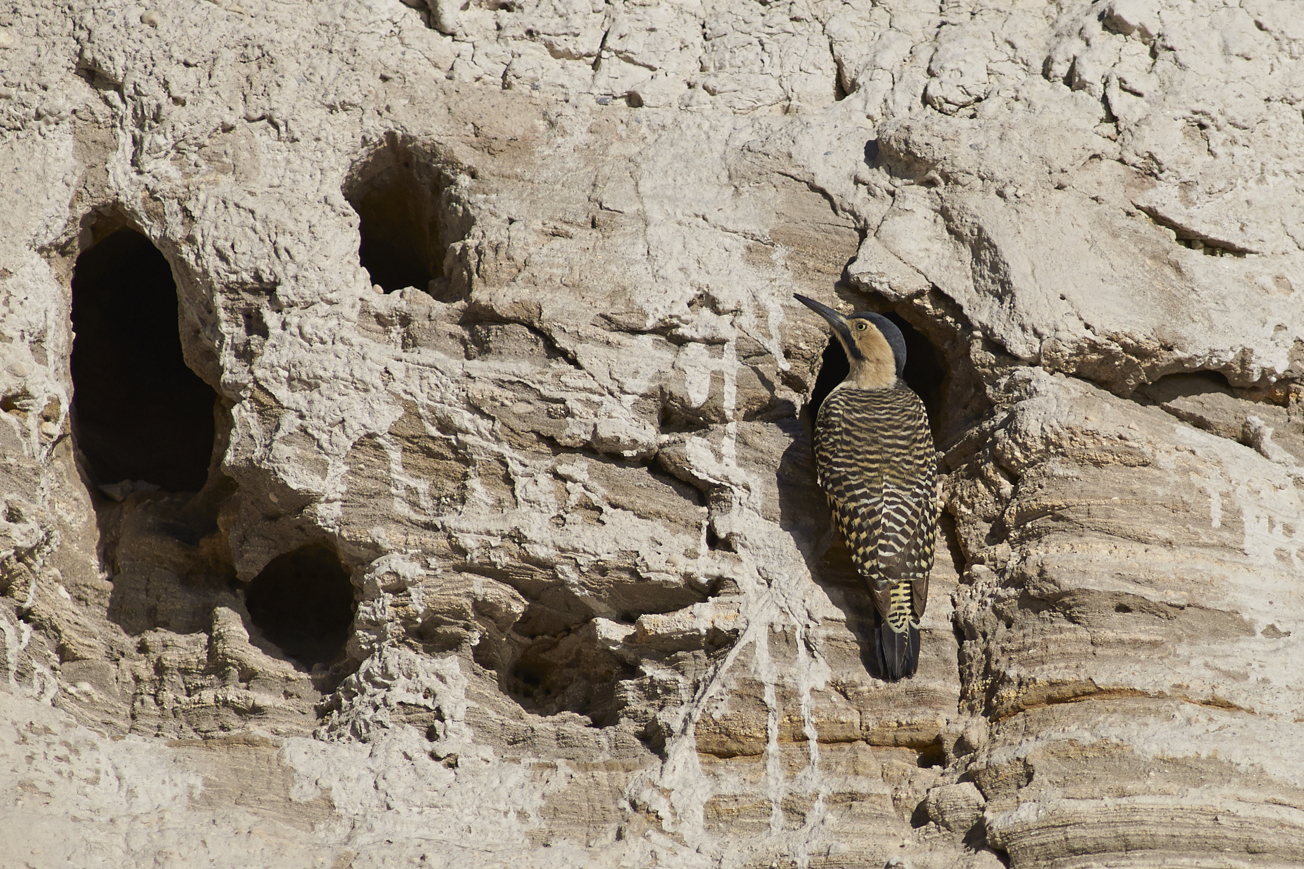 Andean flicker on a cliffside