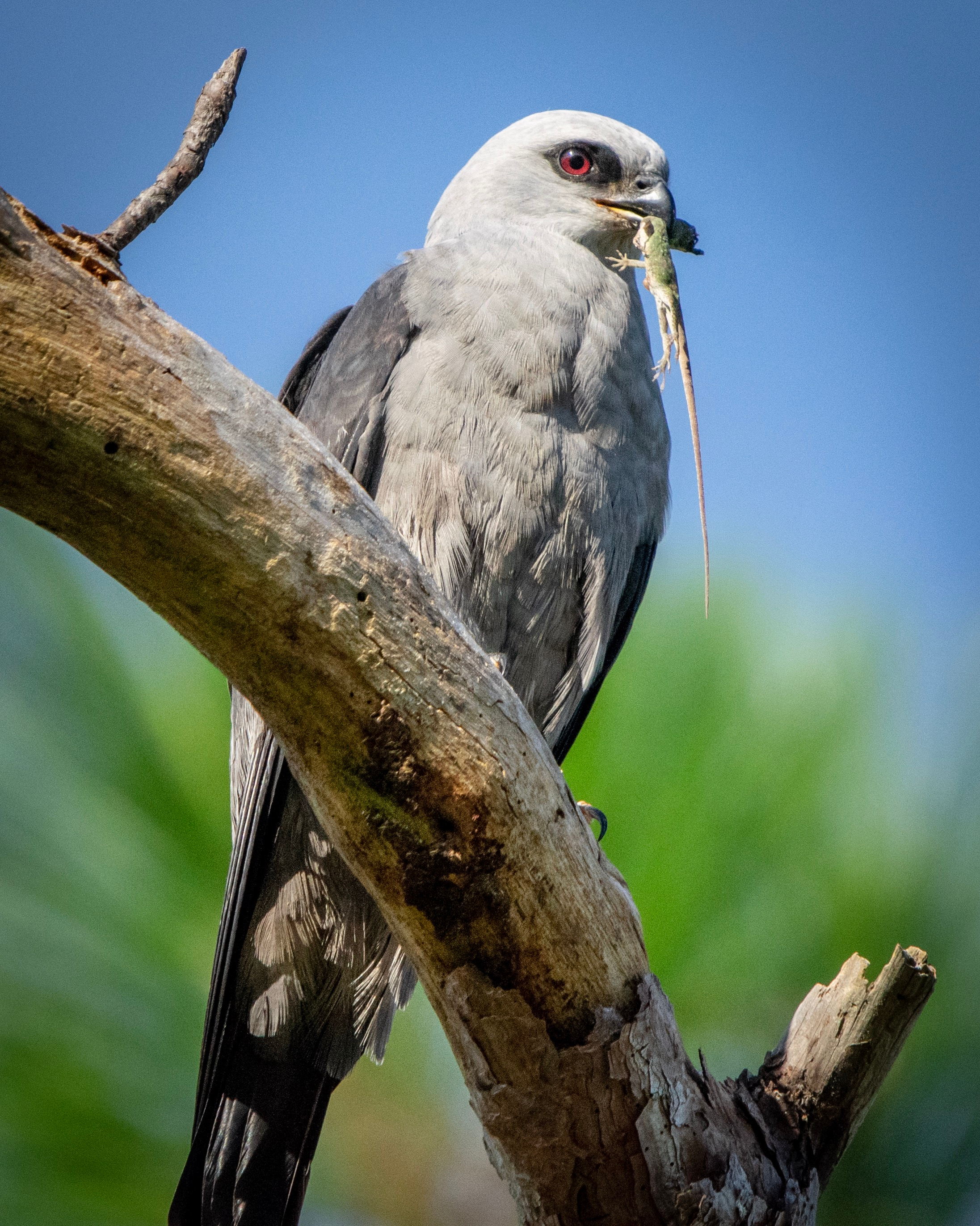 Mississippi kite with prey