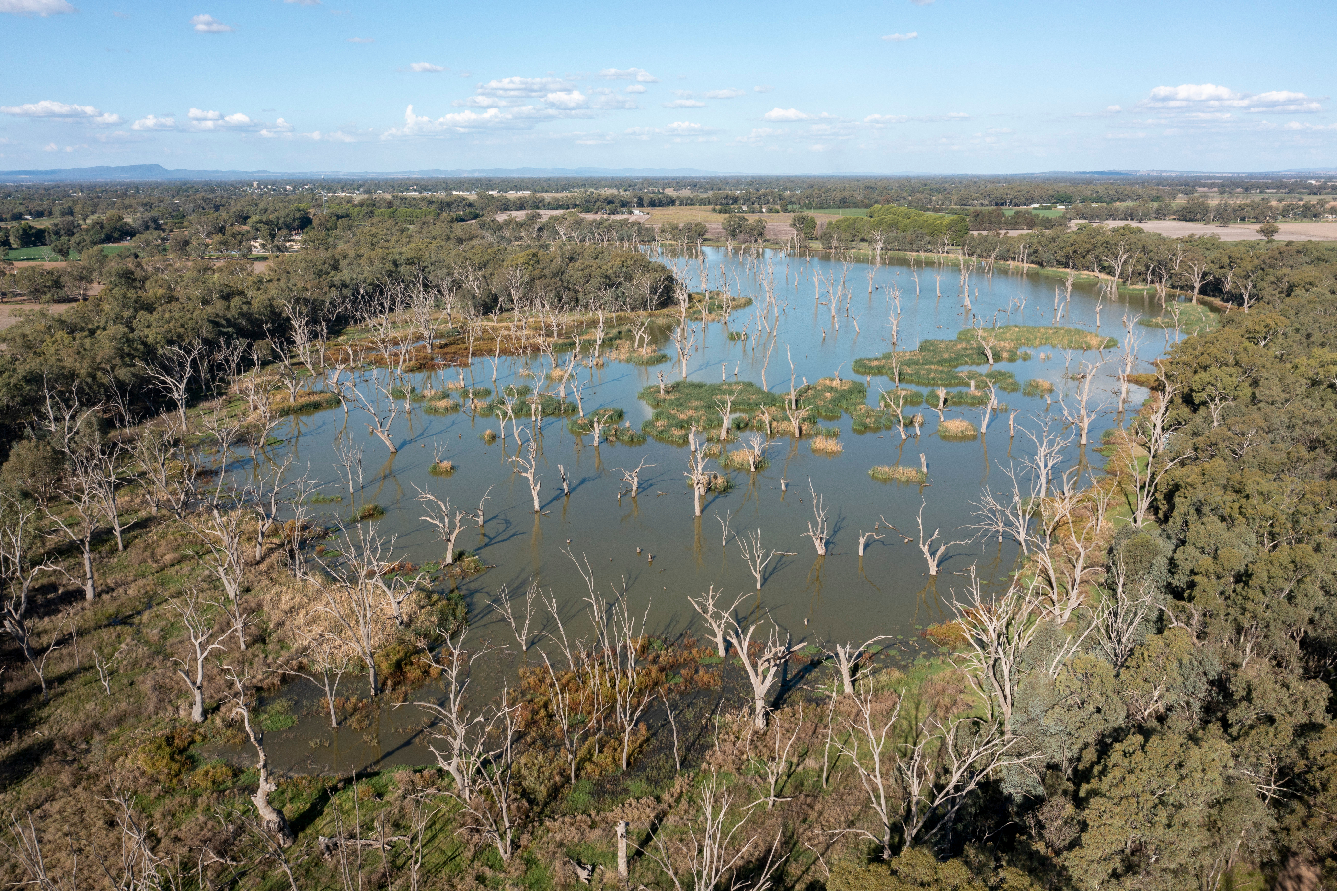 Gum Swamp near Forbes, Australia