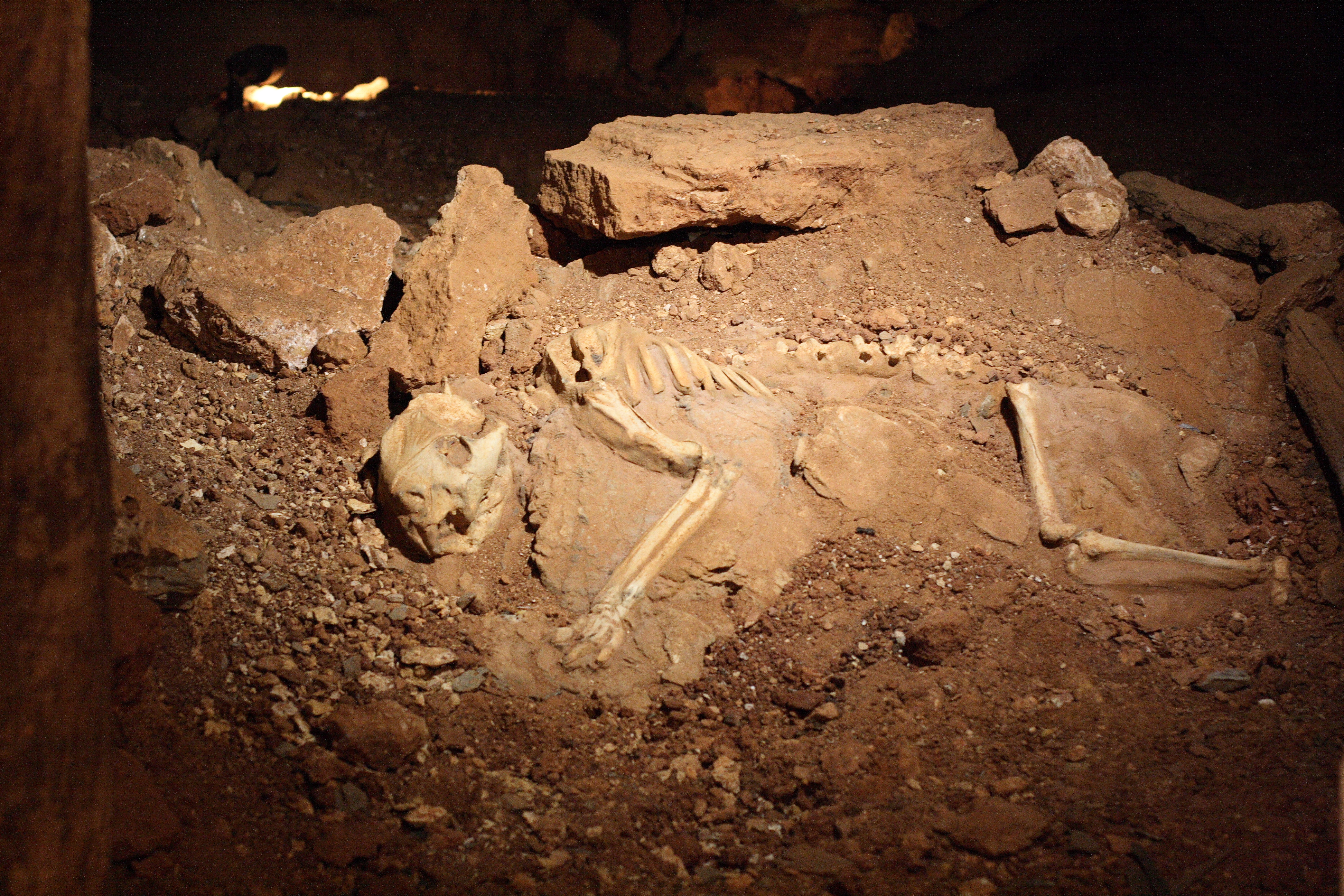 Thylacine fossil in the Wellington Caves