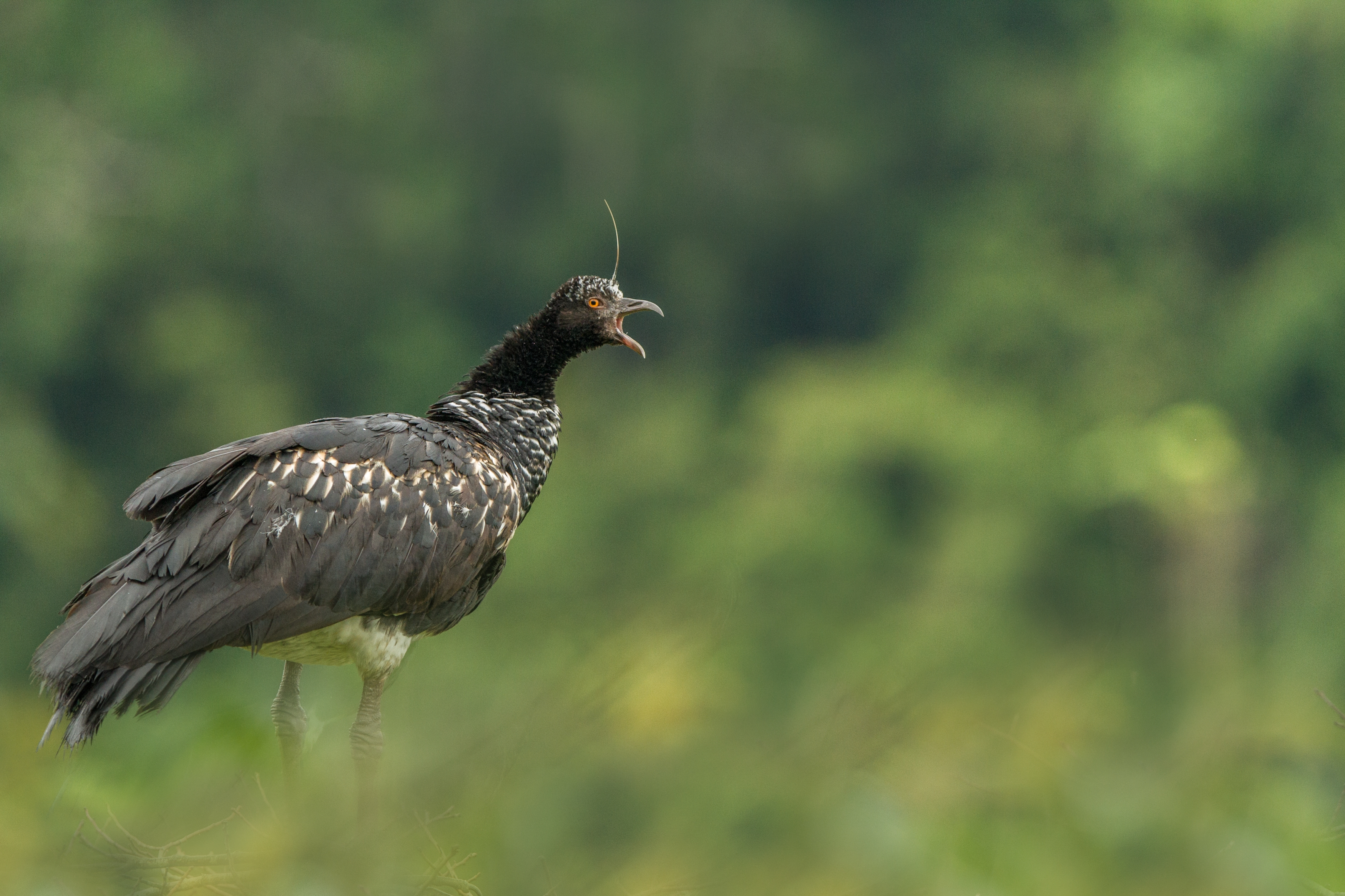 Horned screamer