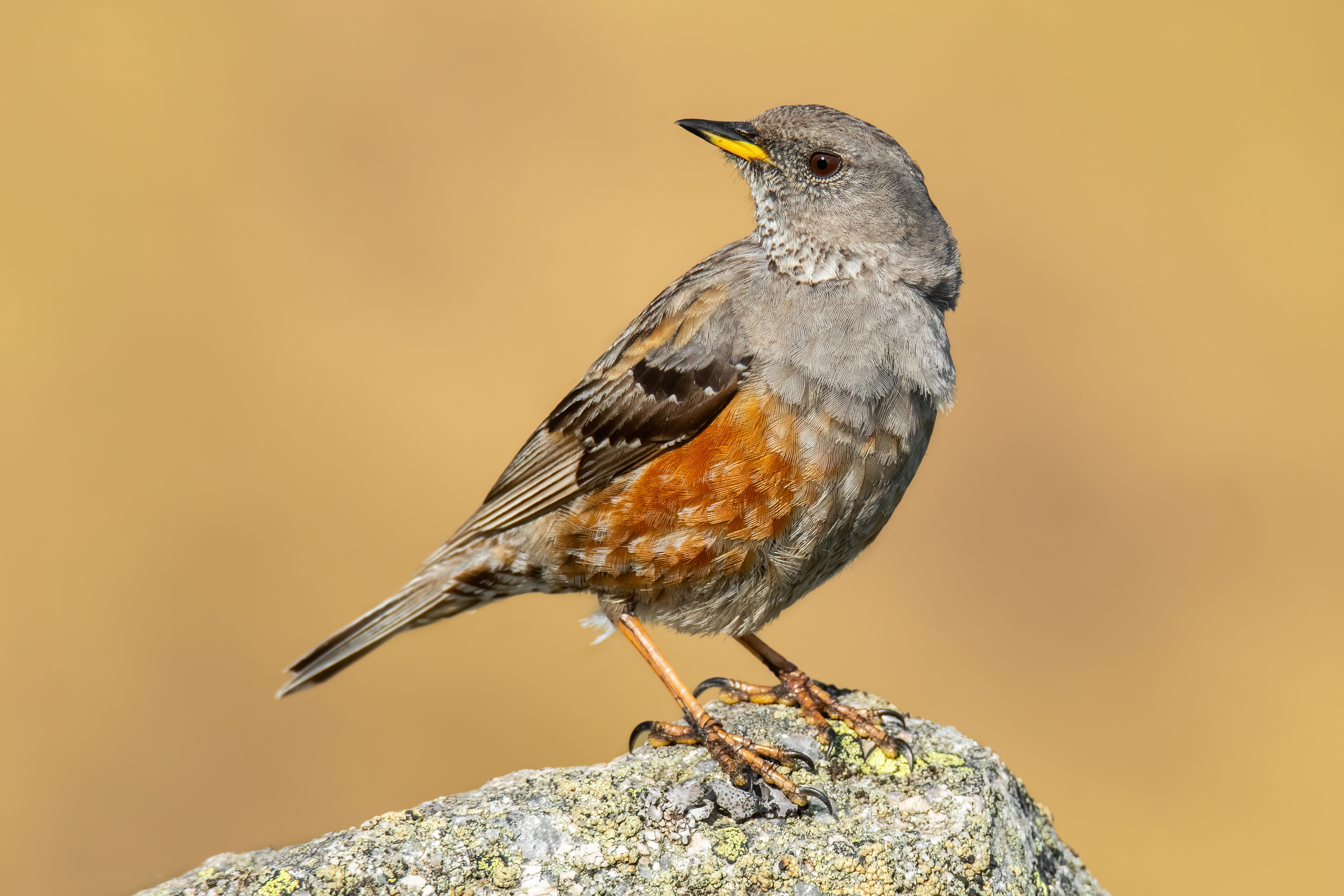 Alpine accentor