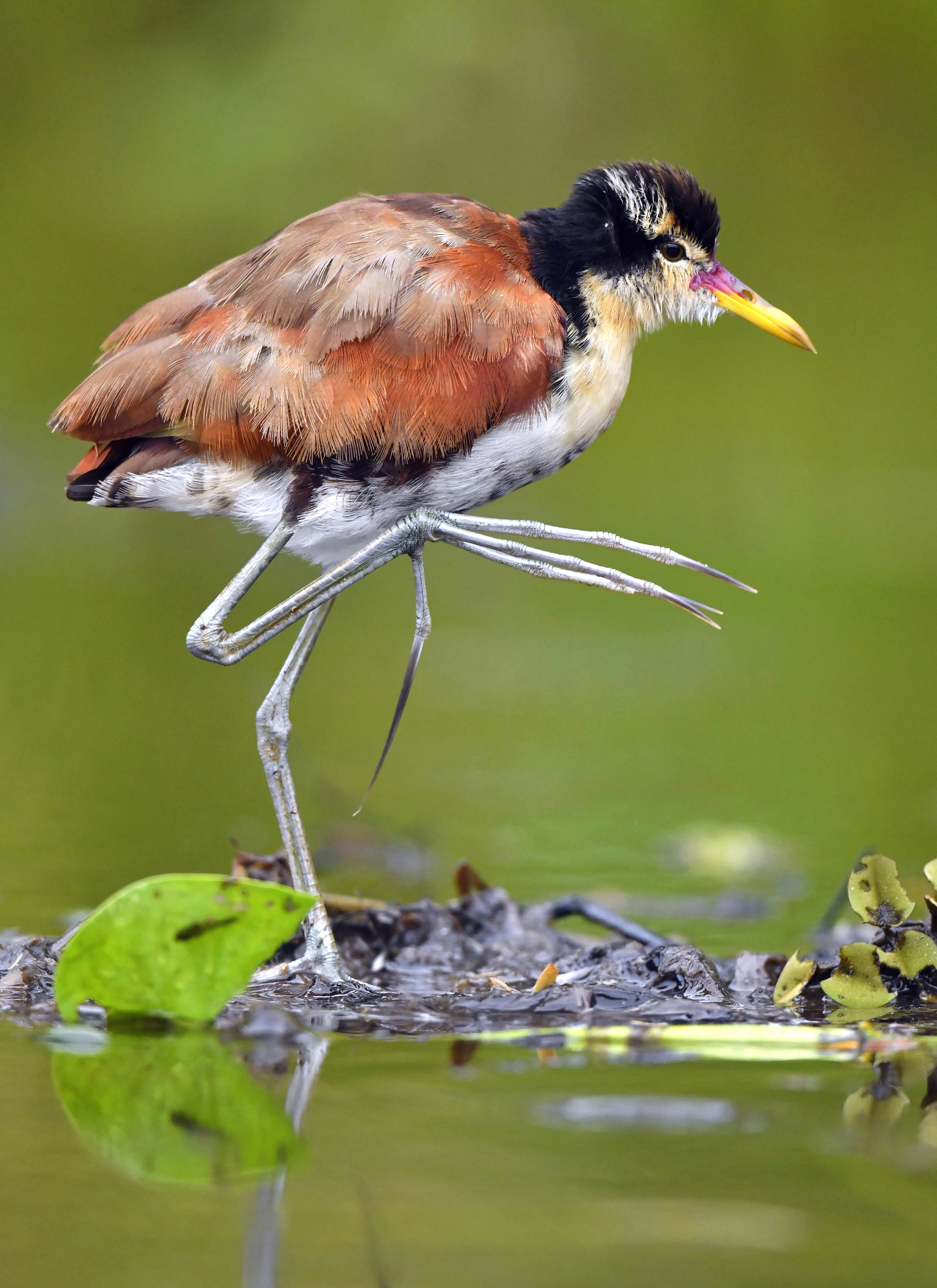 Wattled jacana