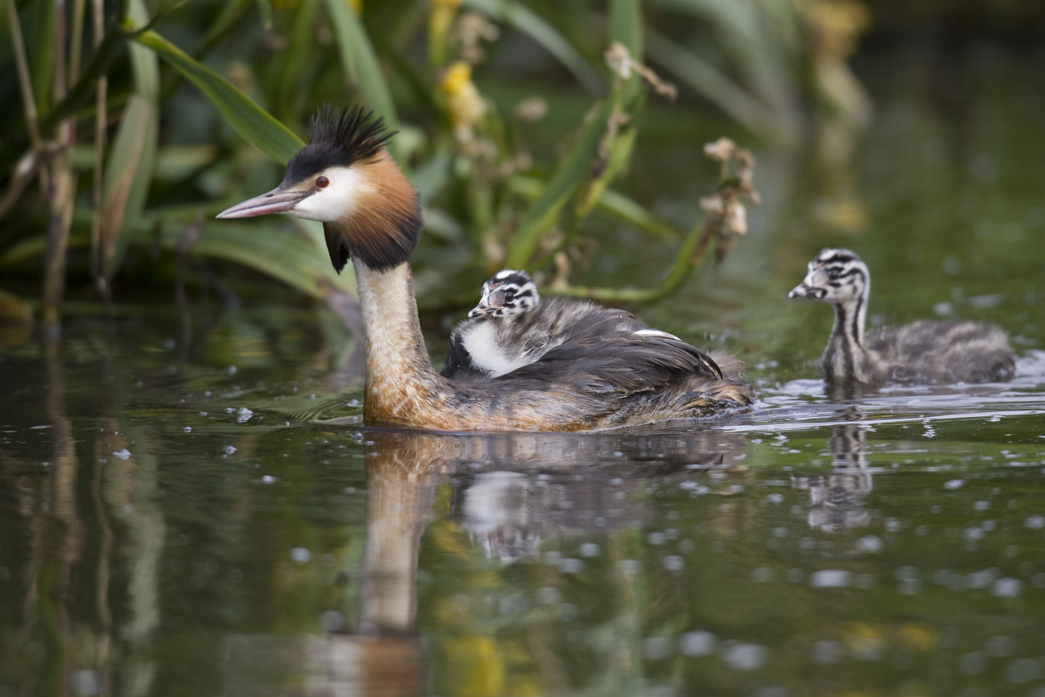 Great crested grebe with young