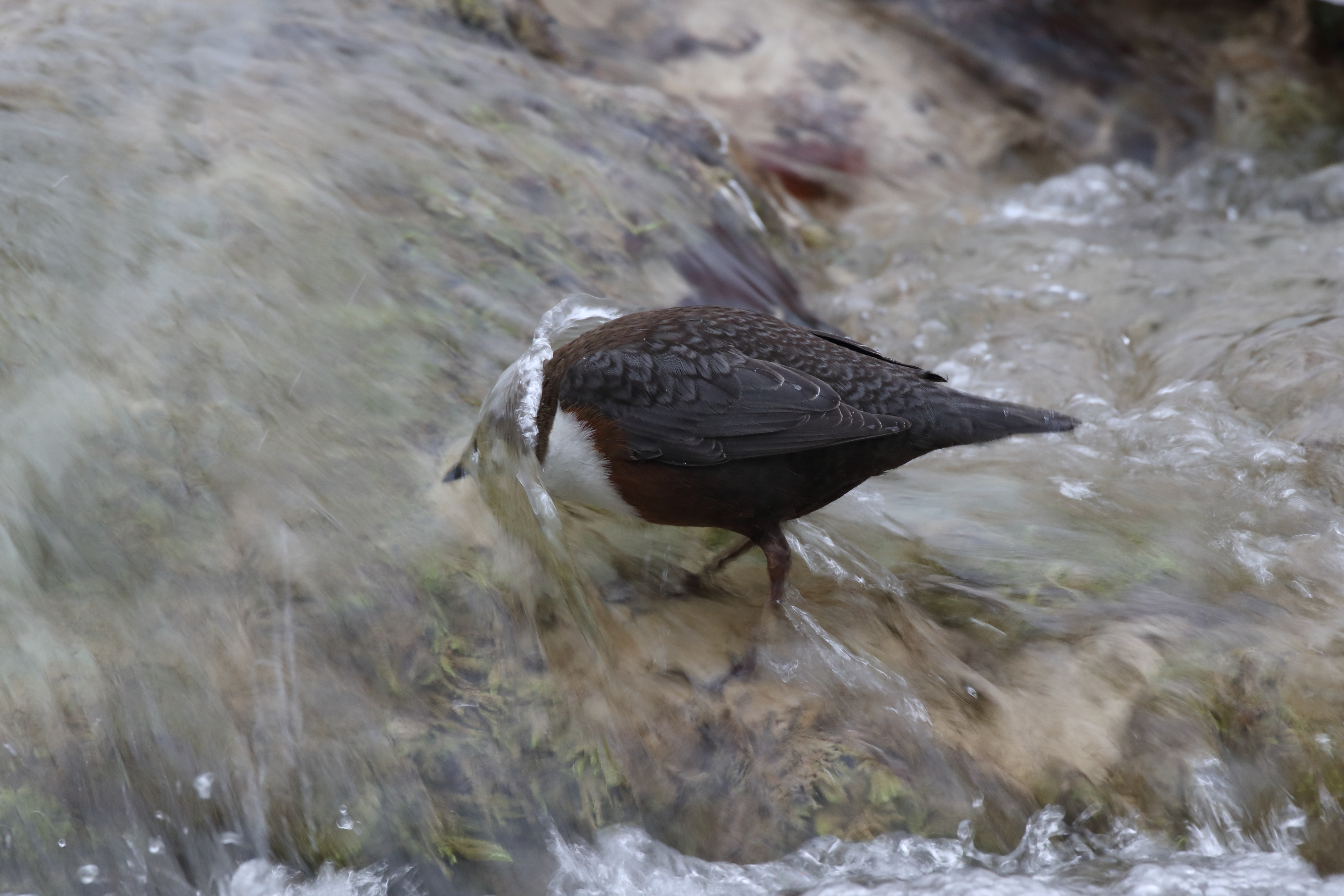 White-throated dipper feeding underwater