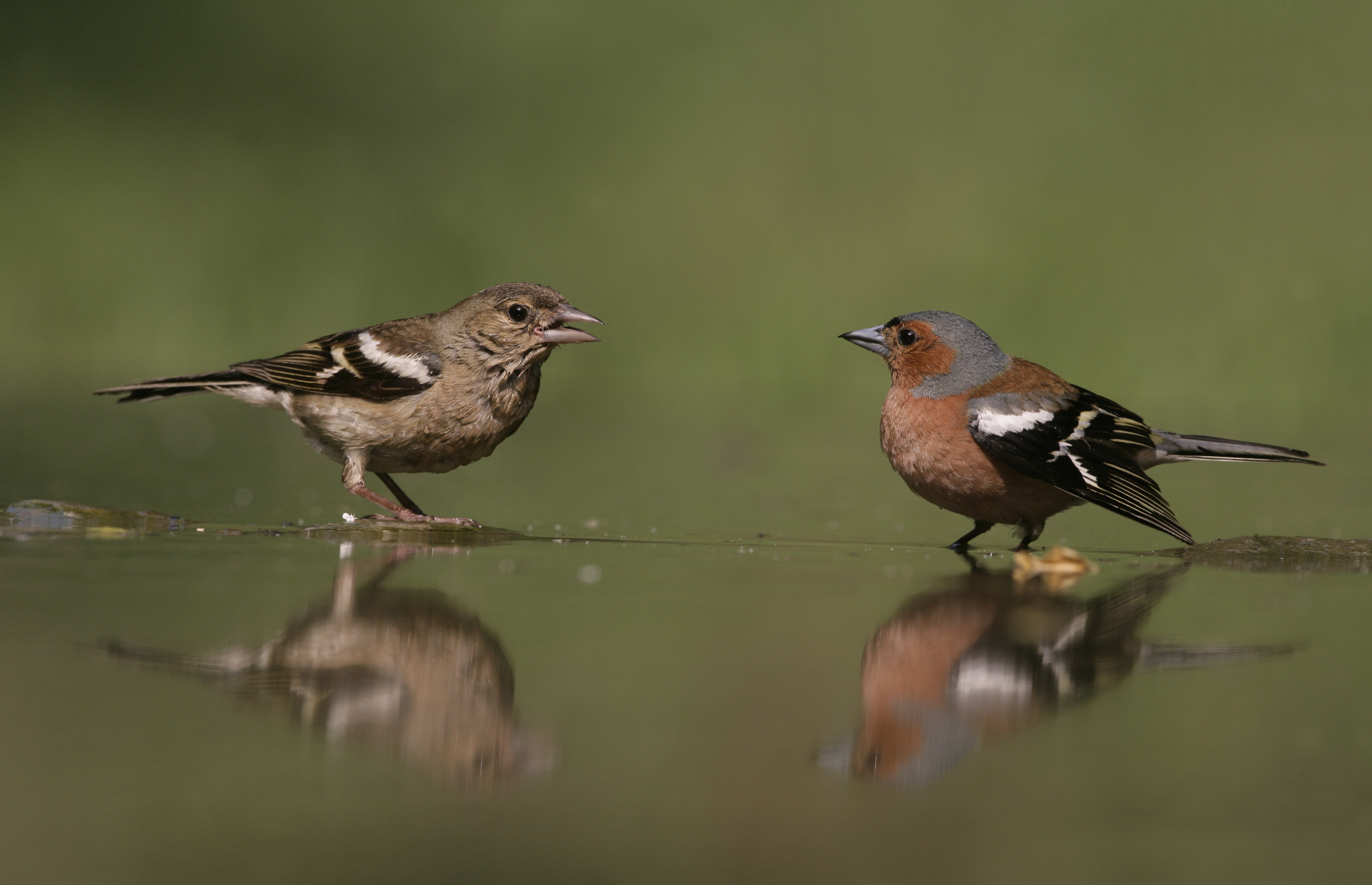 Female and male chaffinches