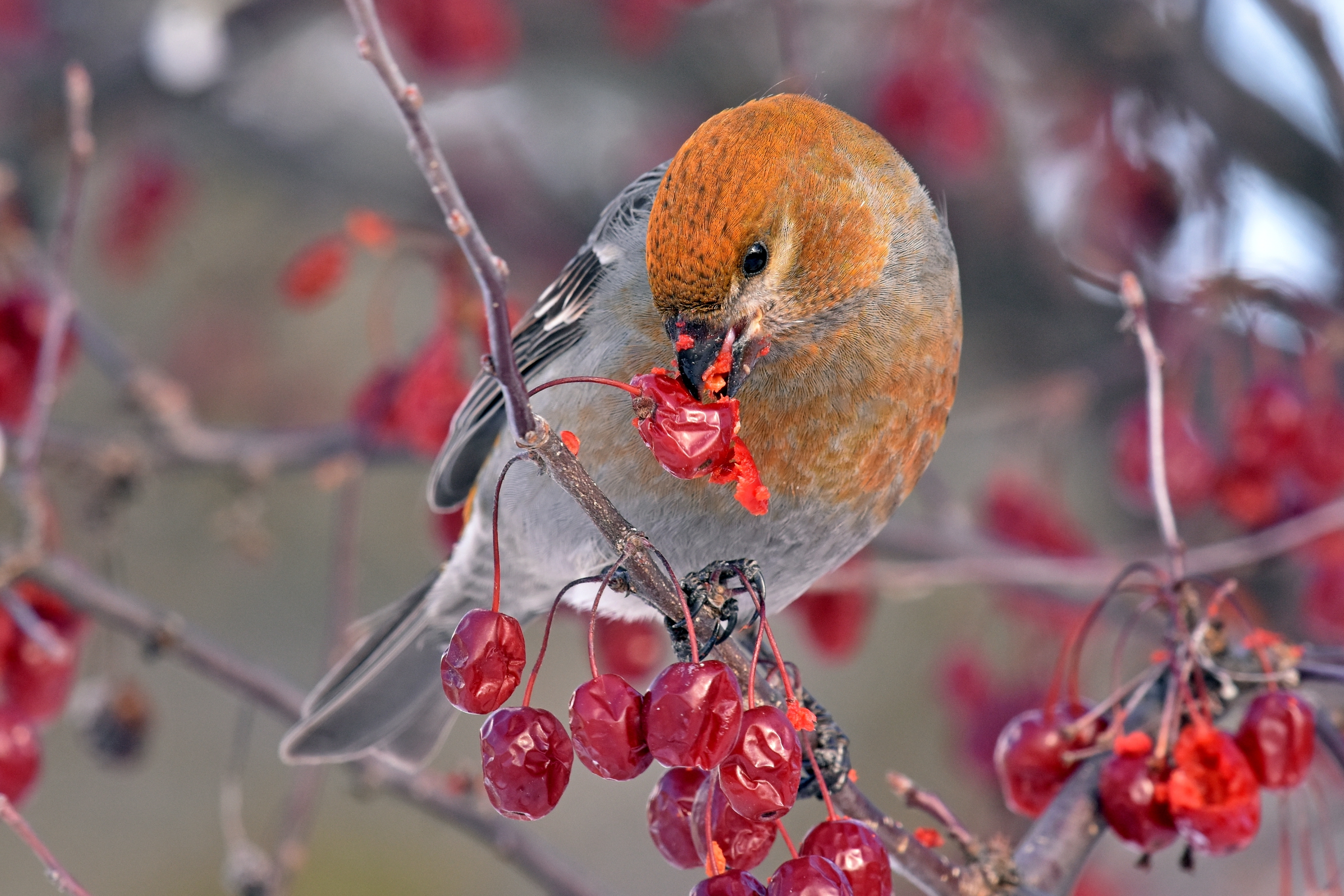 Female pine grosbeak eating fruit