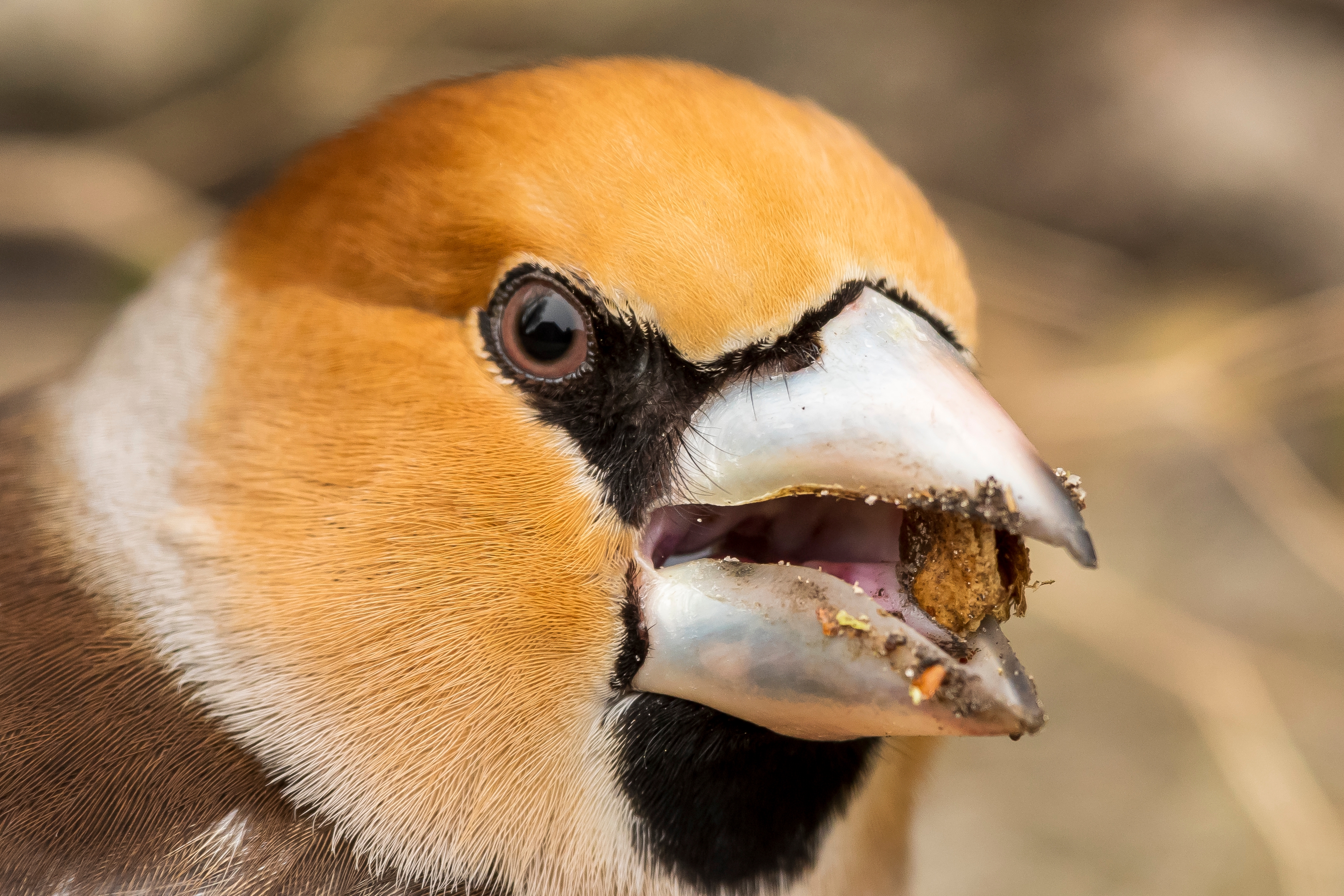 A hawfinch's strong bill