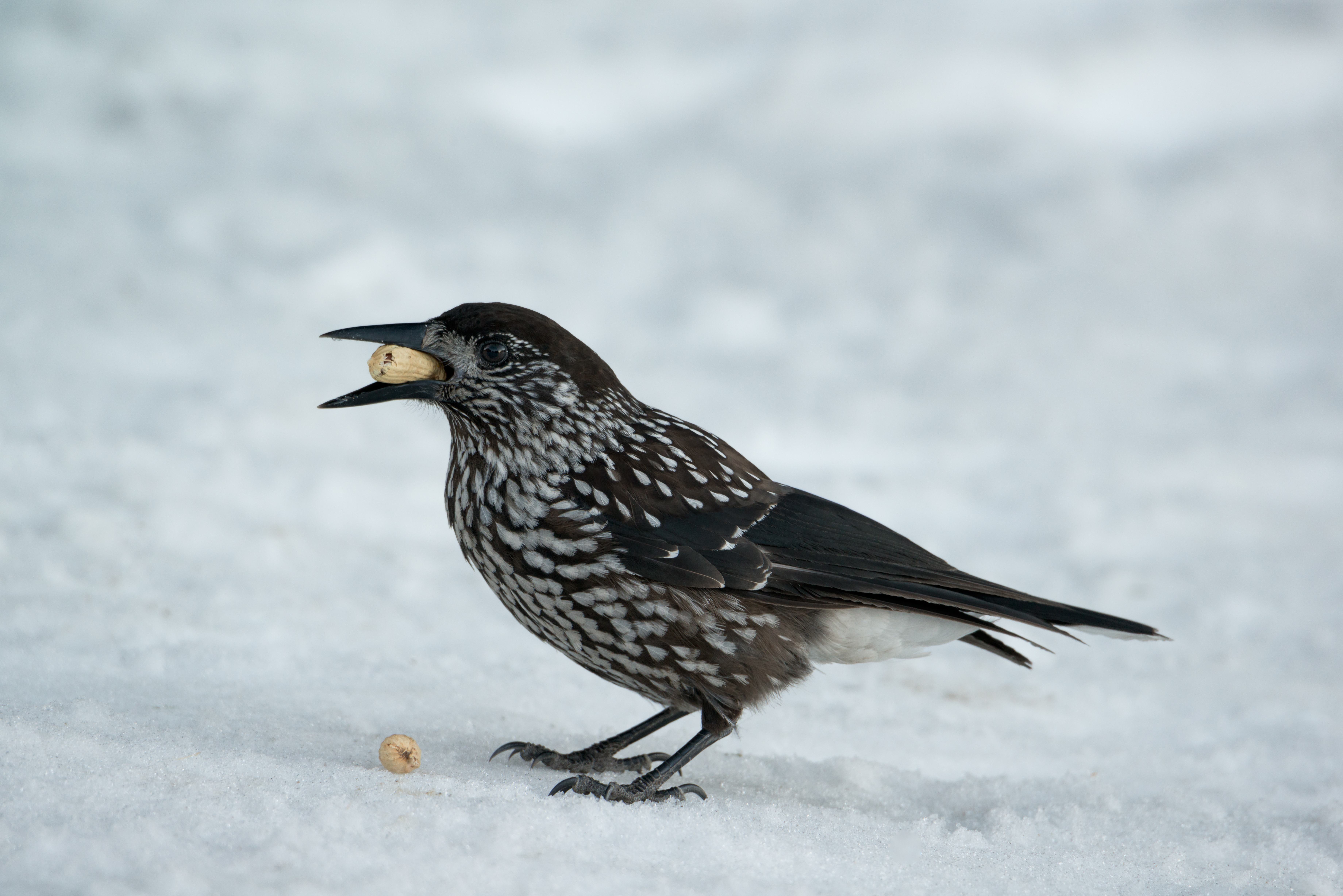 Eurasian nutcracker with a peanut