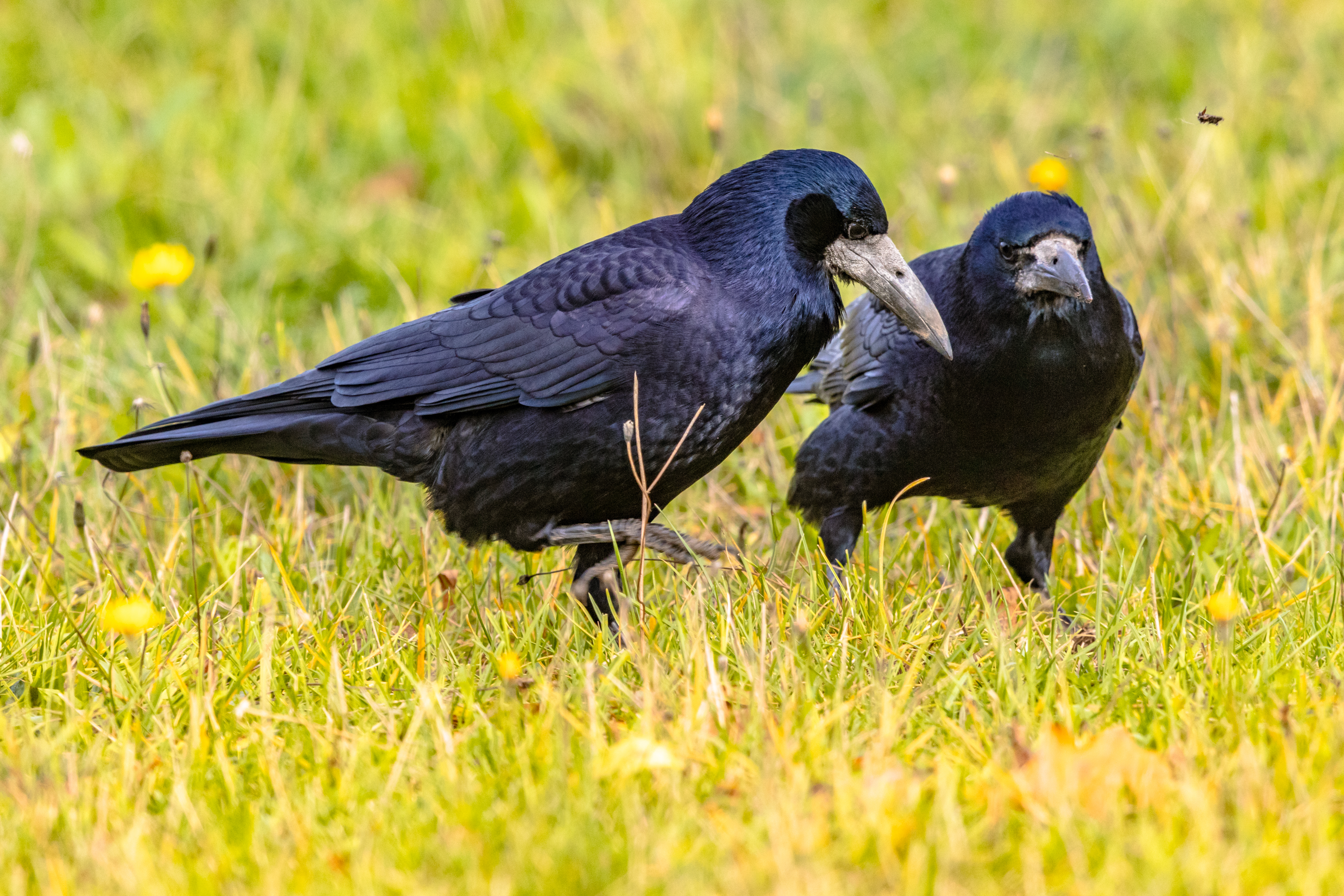 Two rooks