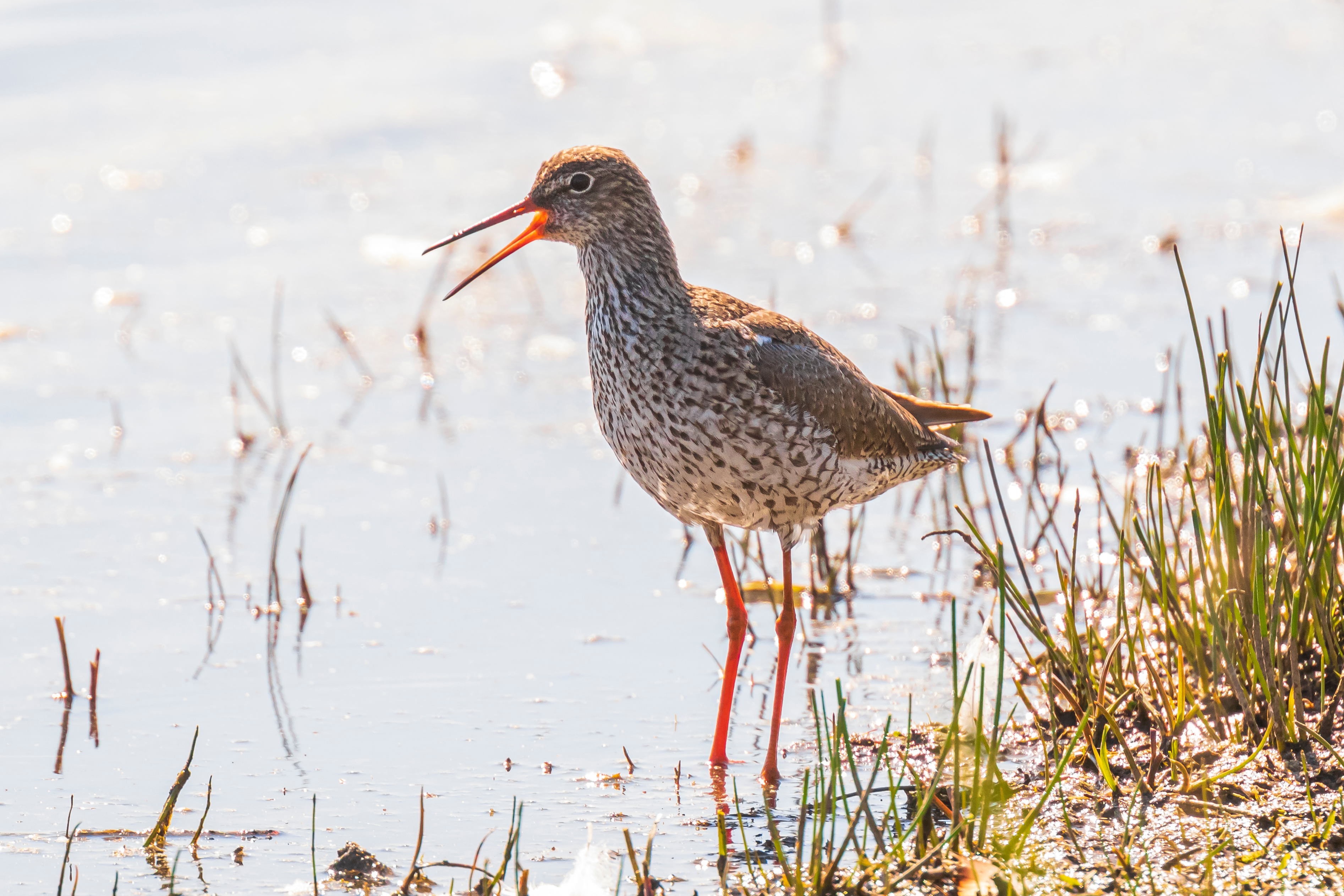 Common redshank