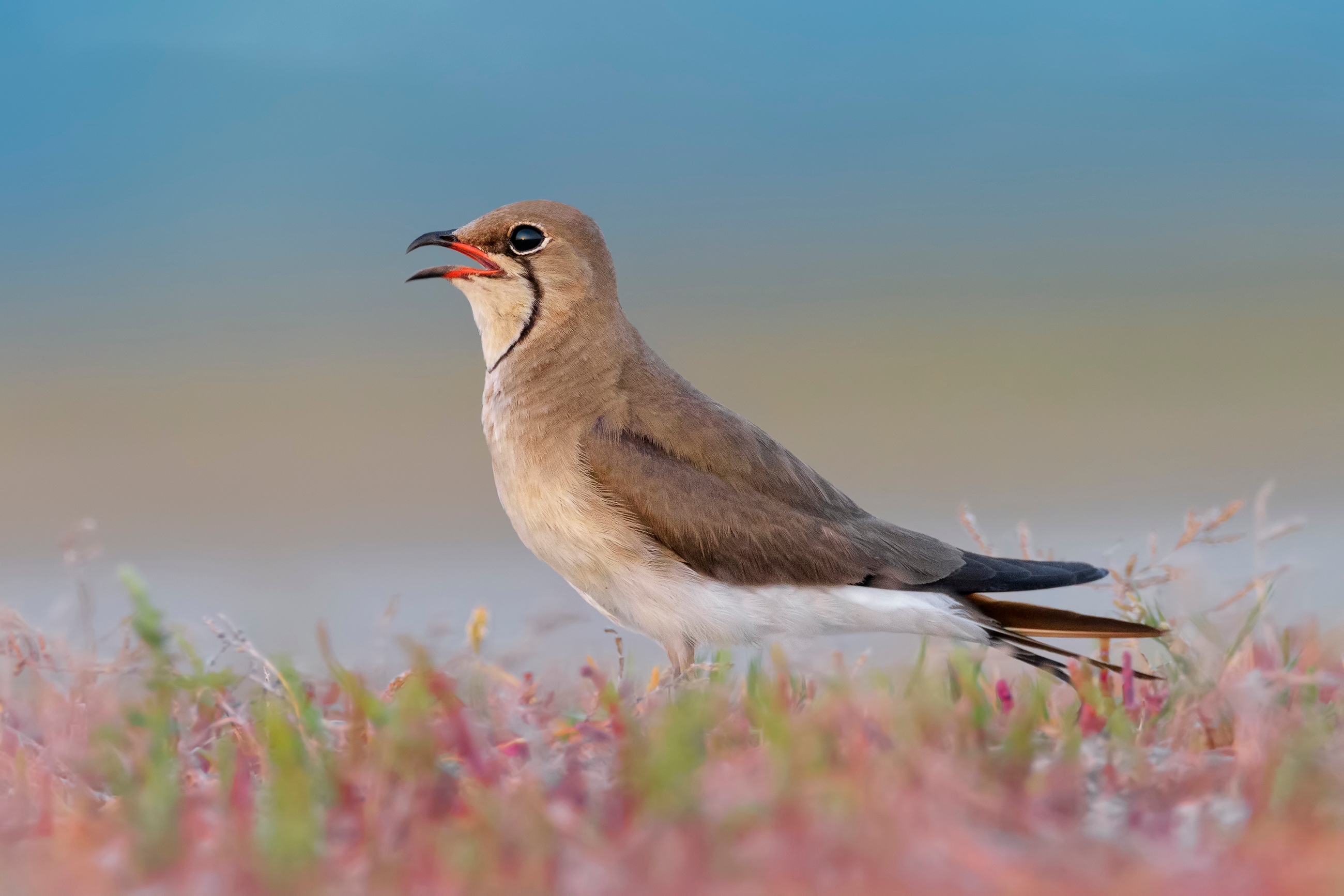 Collared pratincole