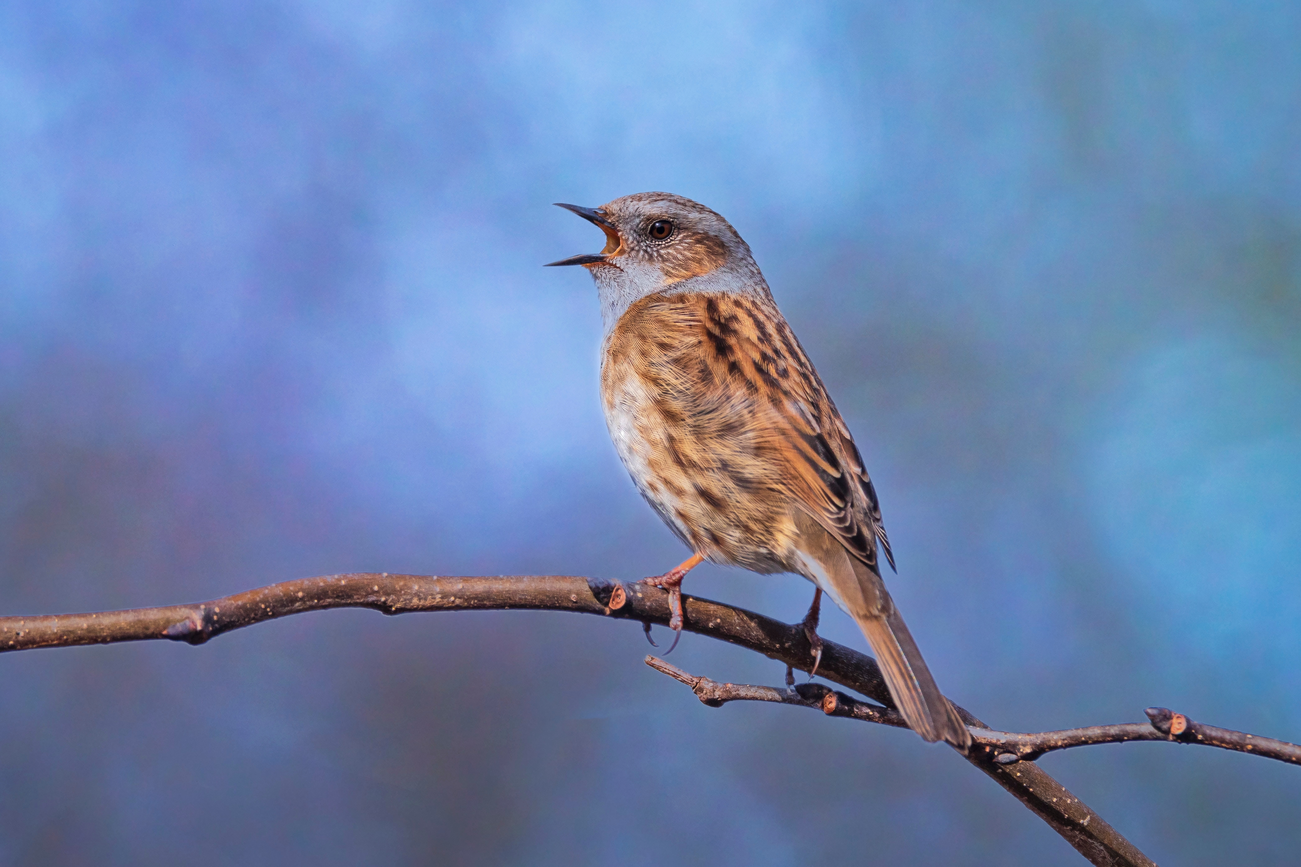 Dunnock (hedge sparrow)