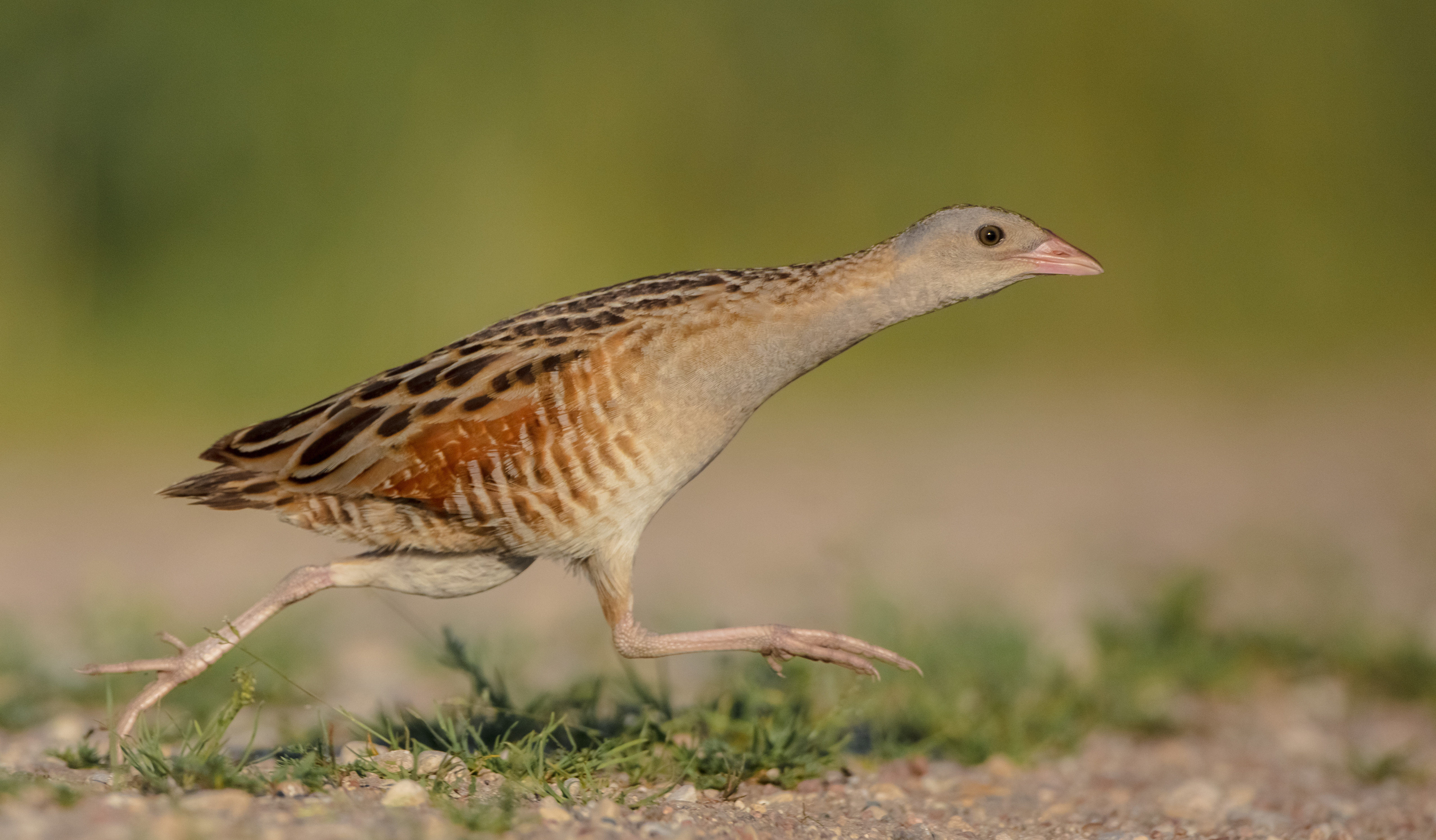 Corn crake