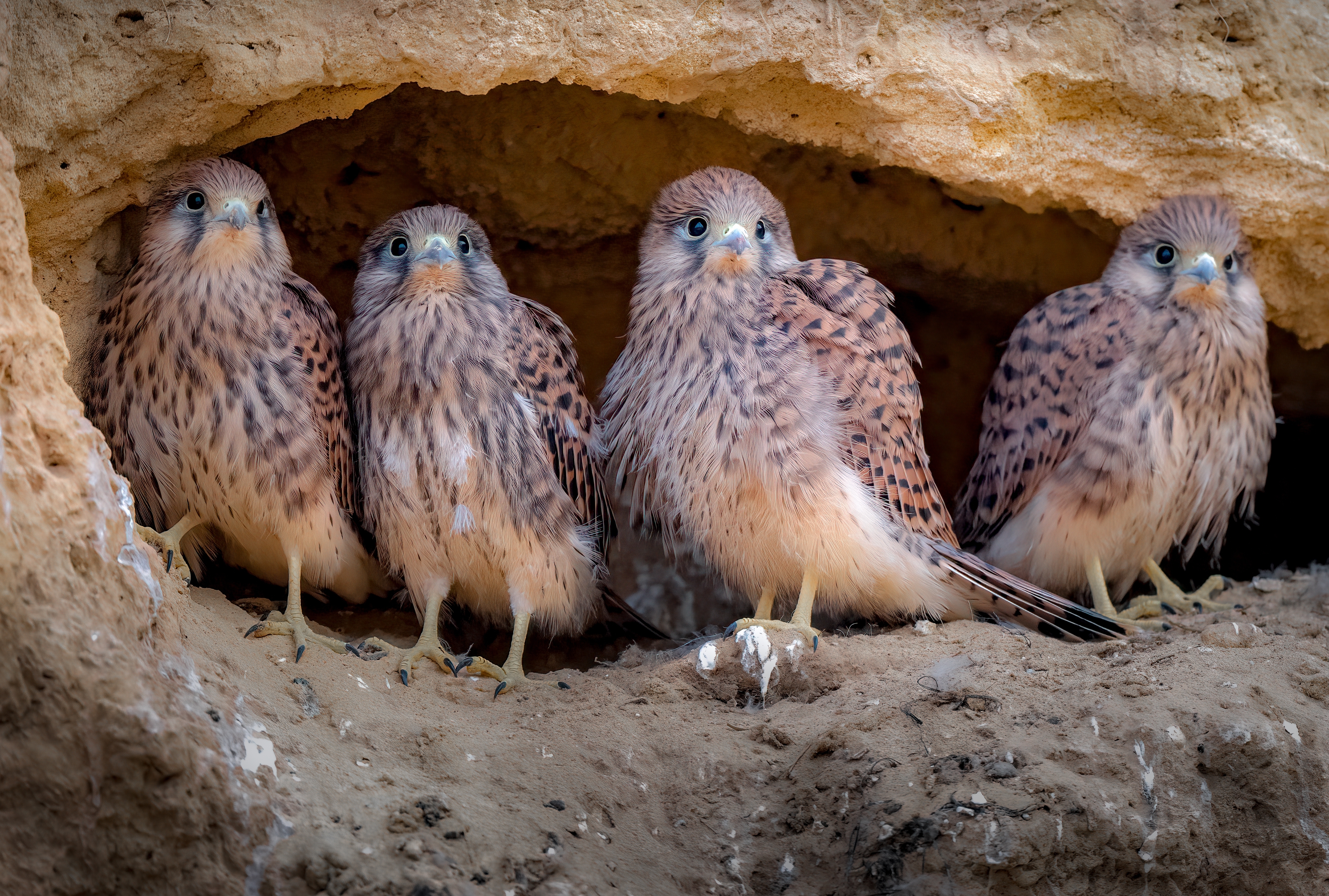 Juvenile (young) common kestrels