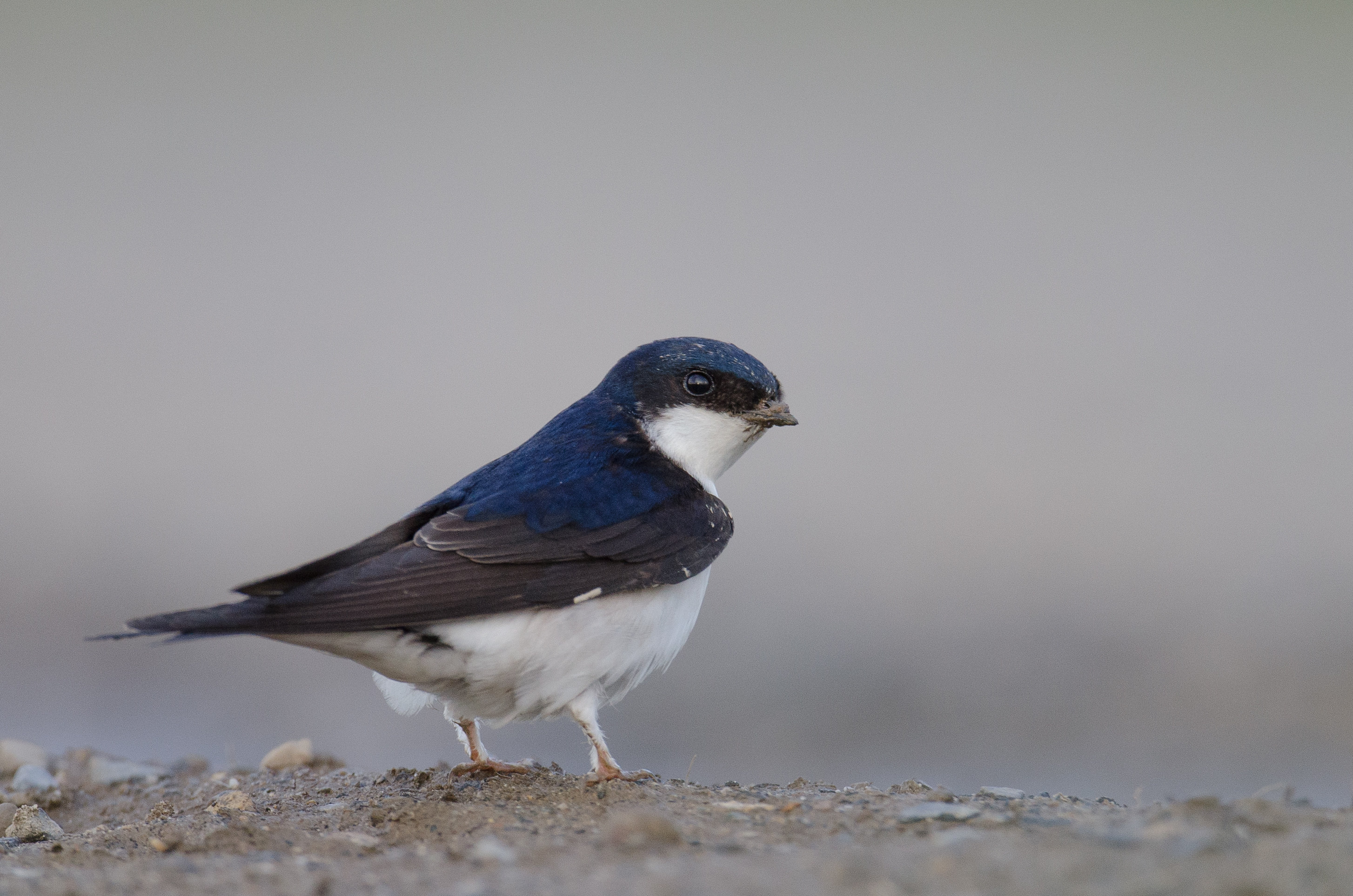 House martin