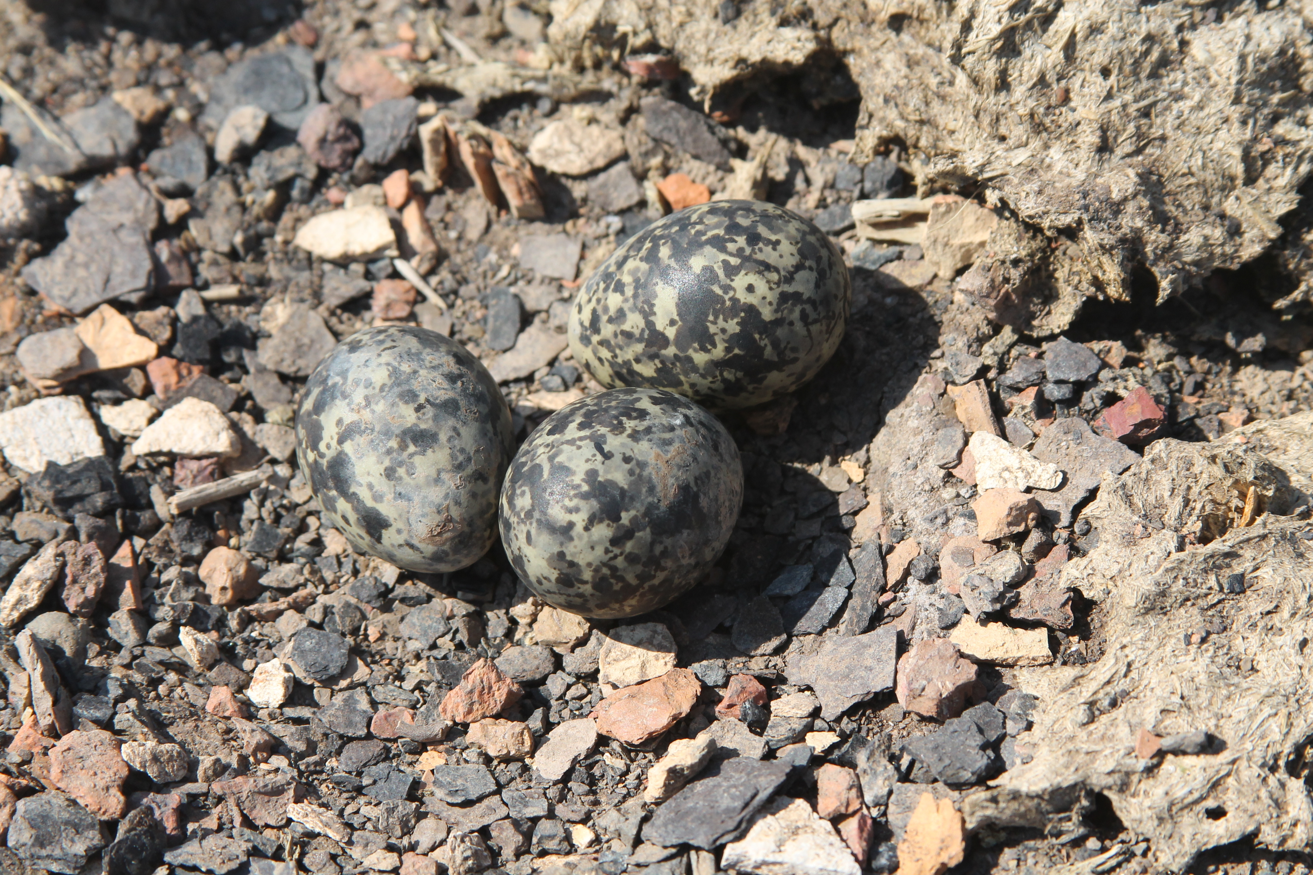 Pratincole eggs