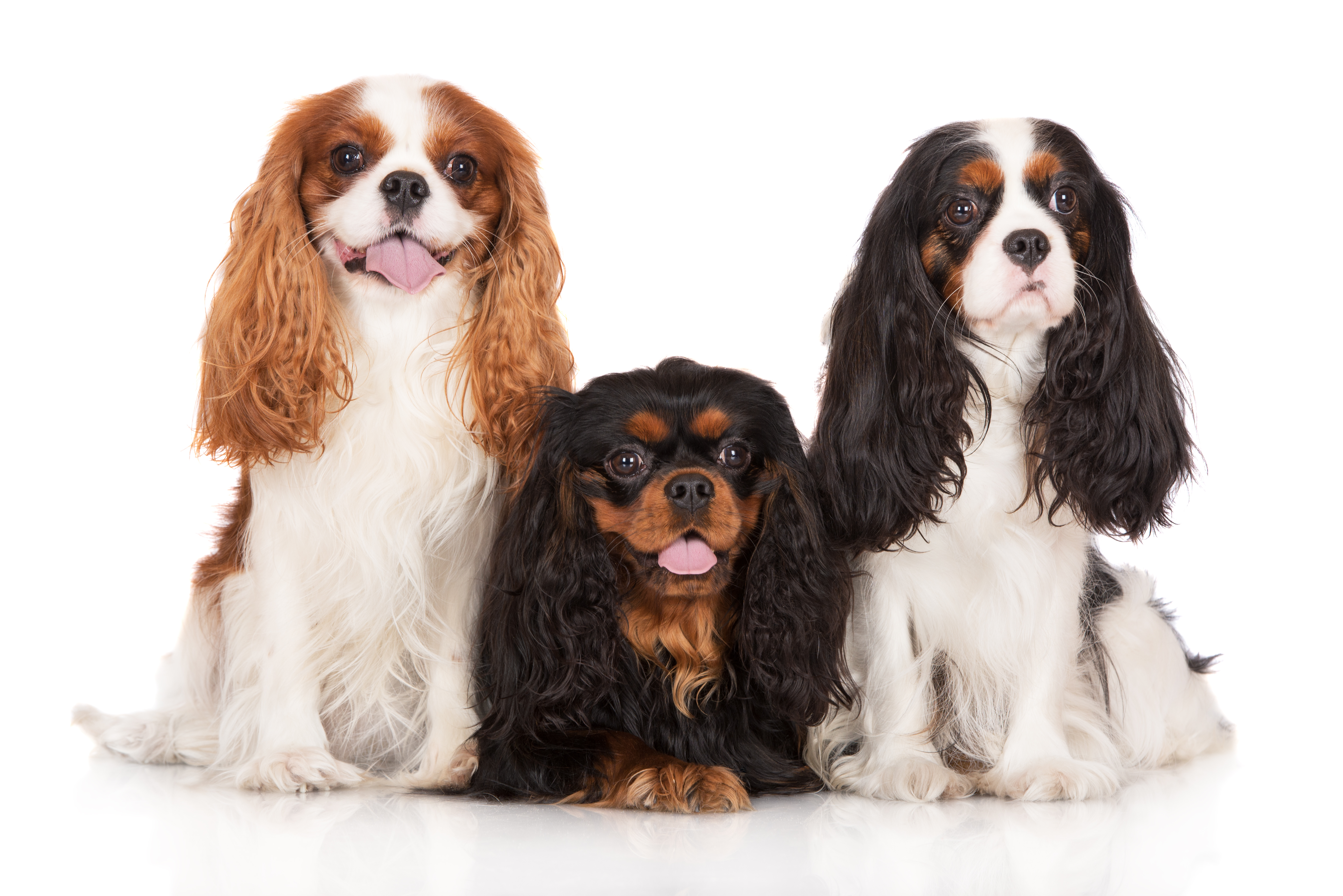 Cavalier King Charles spaniels