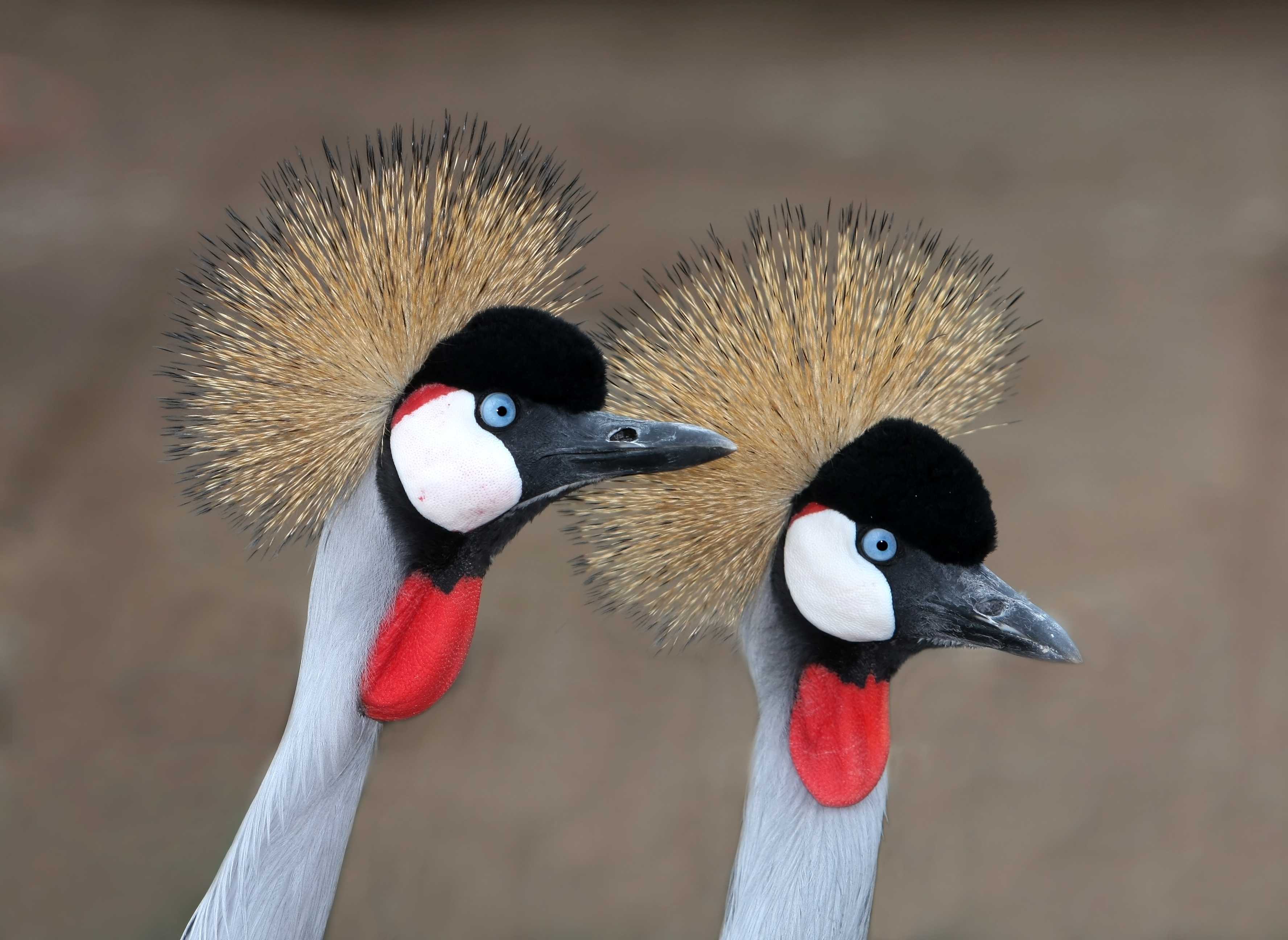 Crowned cranes