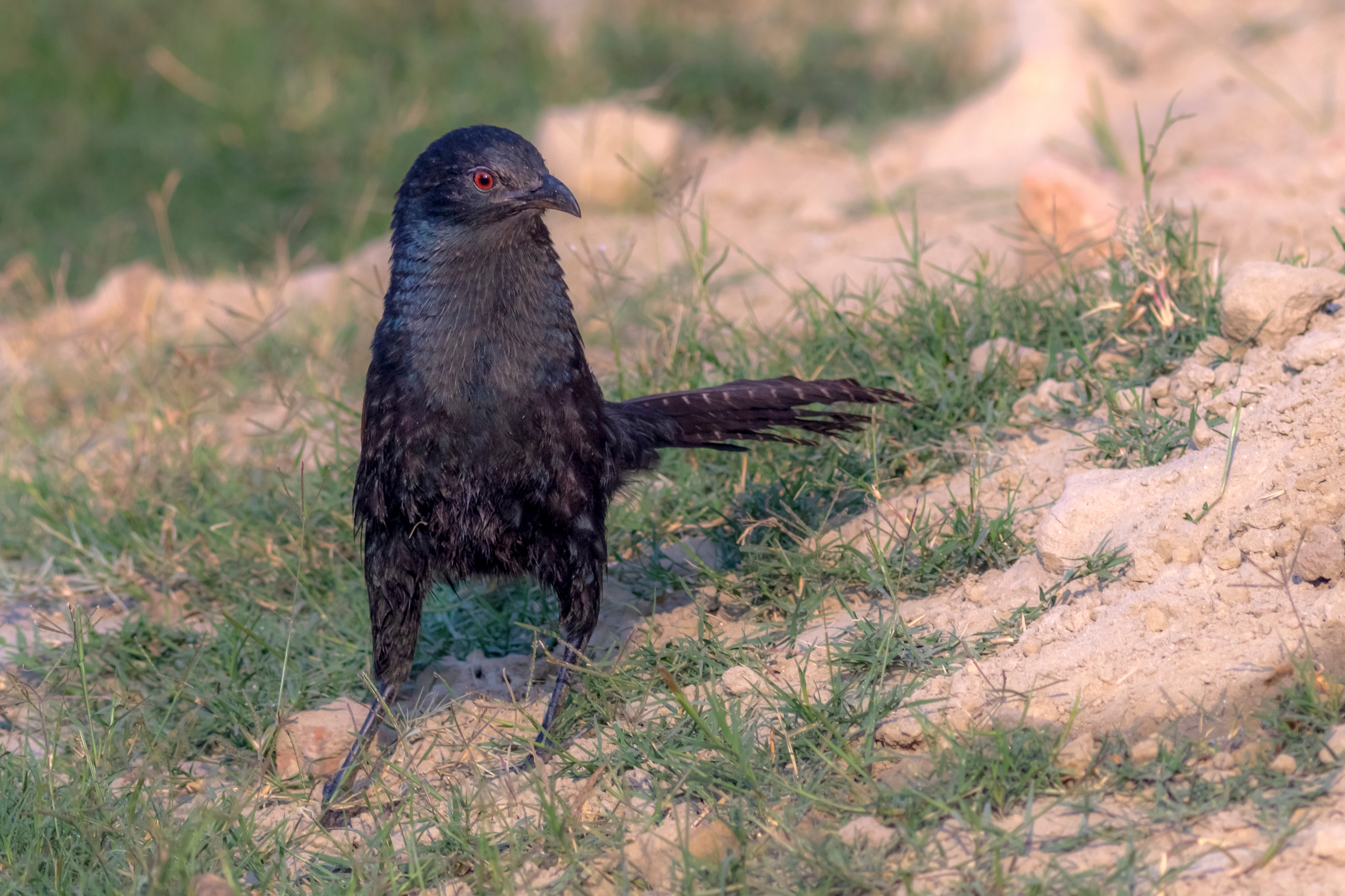 Coucal, a ground-dwelling bird