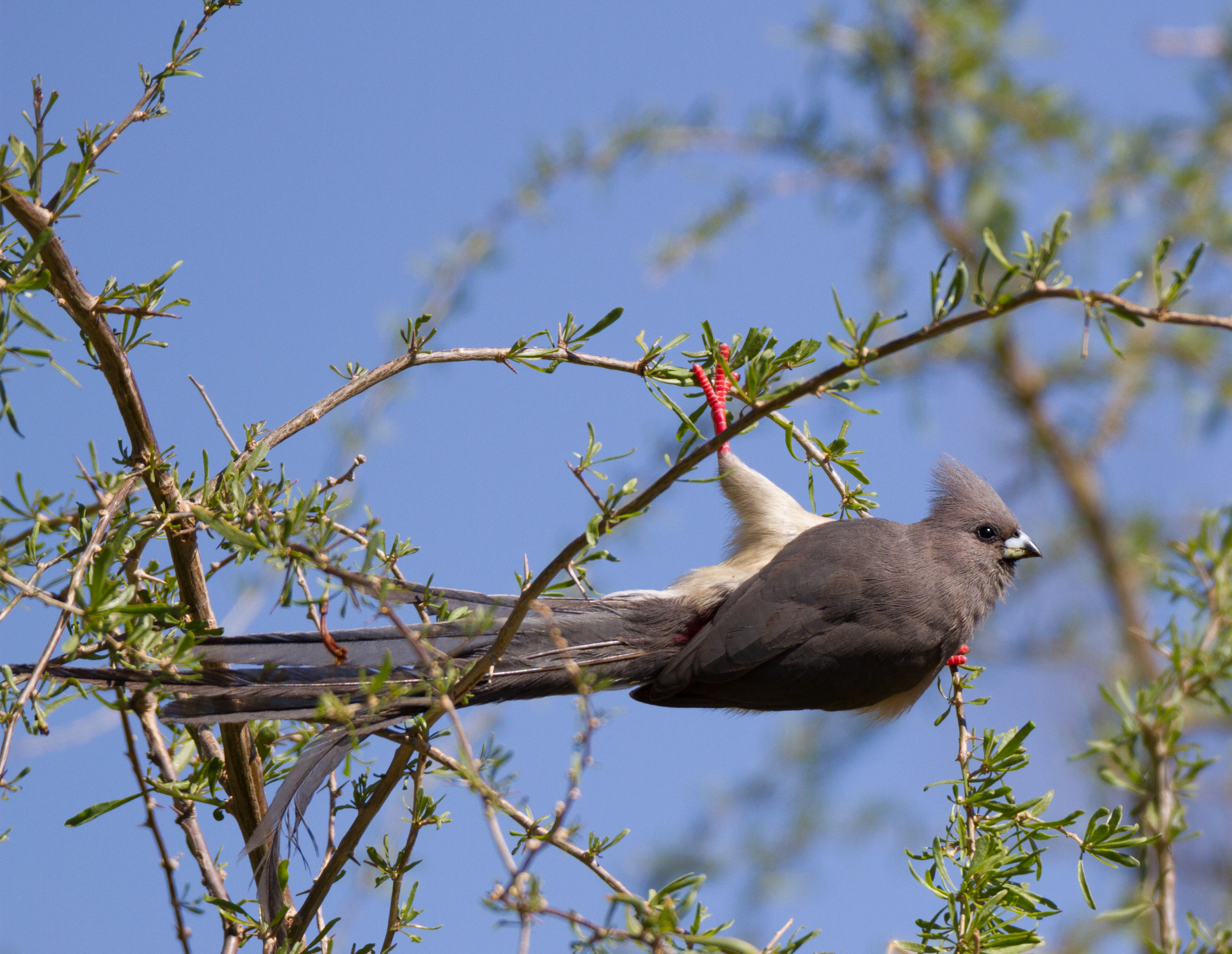 Mousebird in Karoo National Park, South Africa