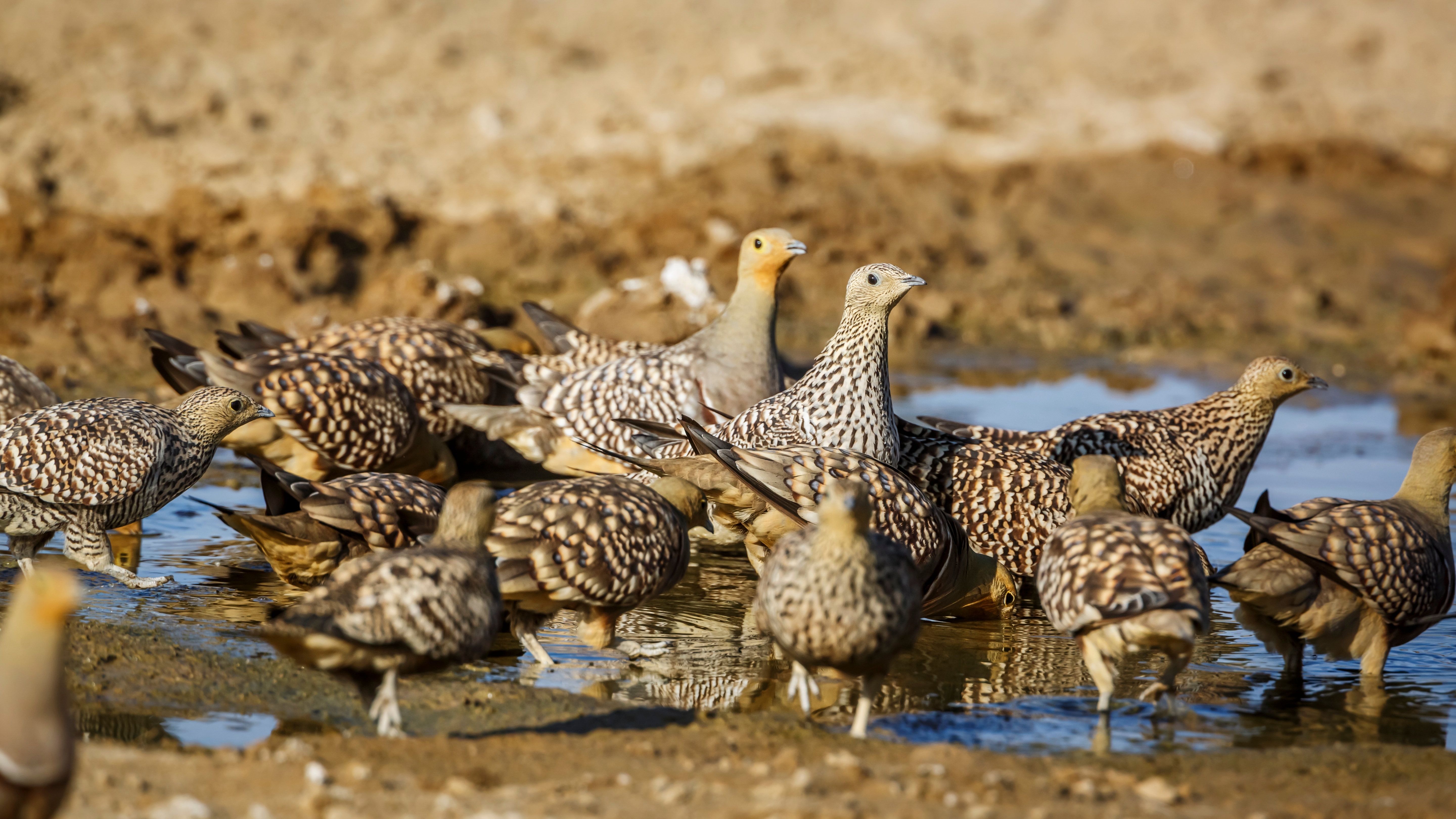 Sandgrouse flock