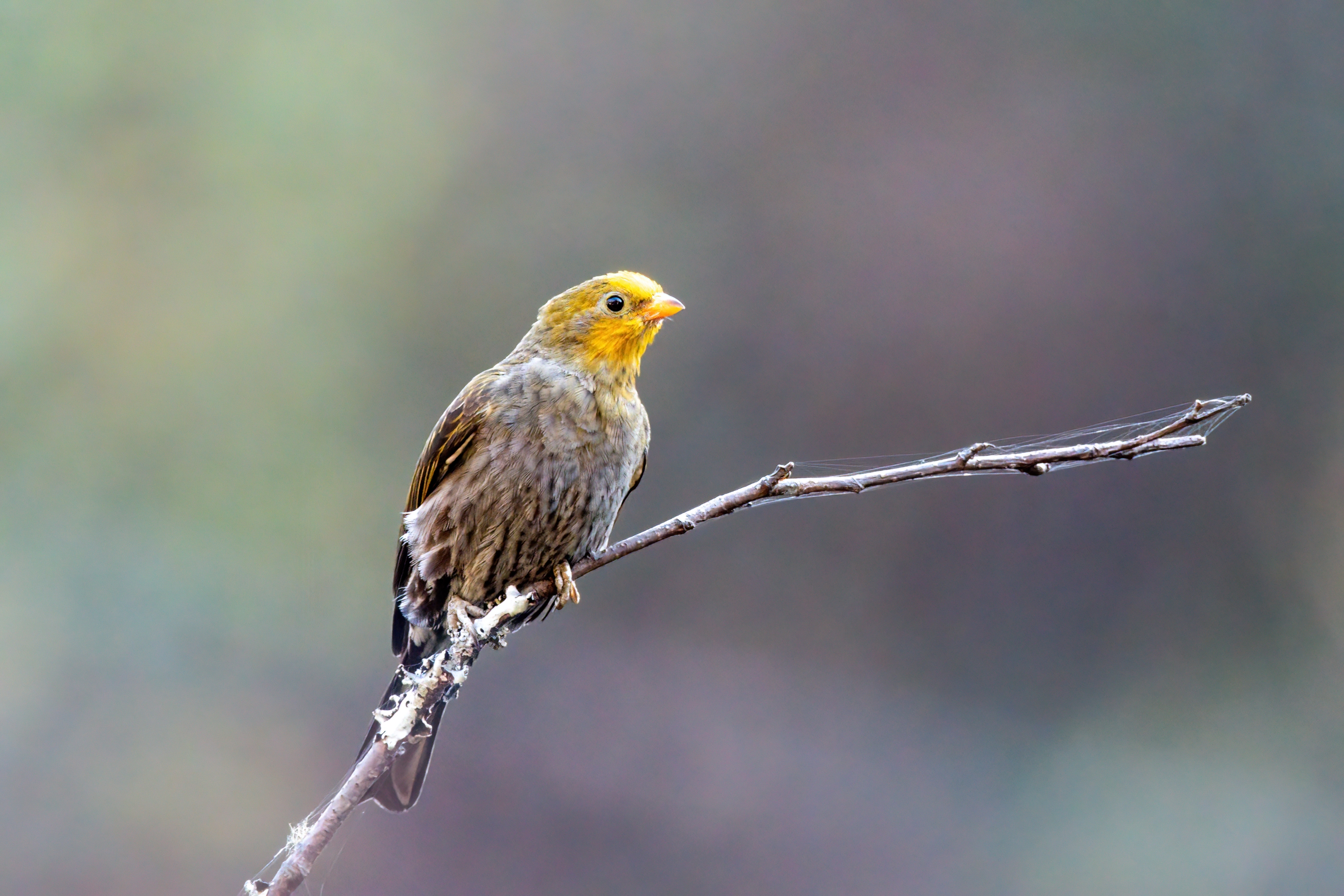 Yellow-rumped honeyguide