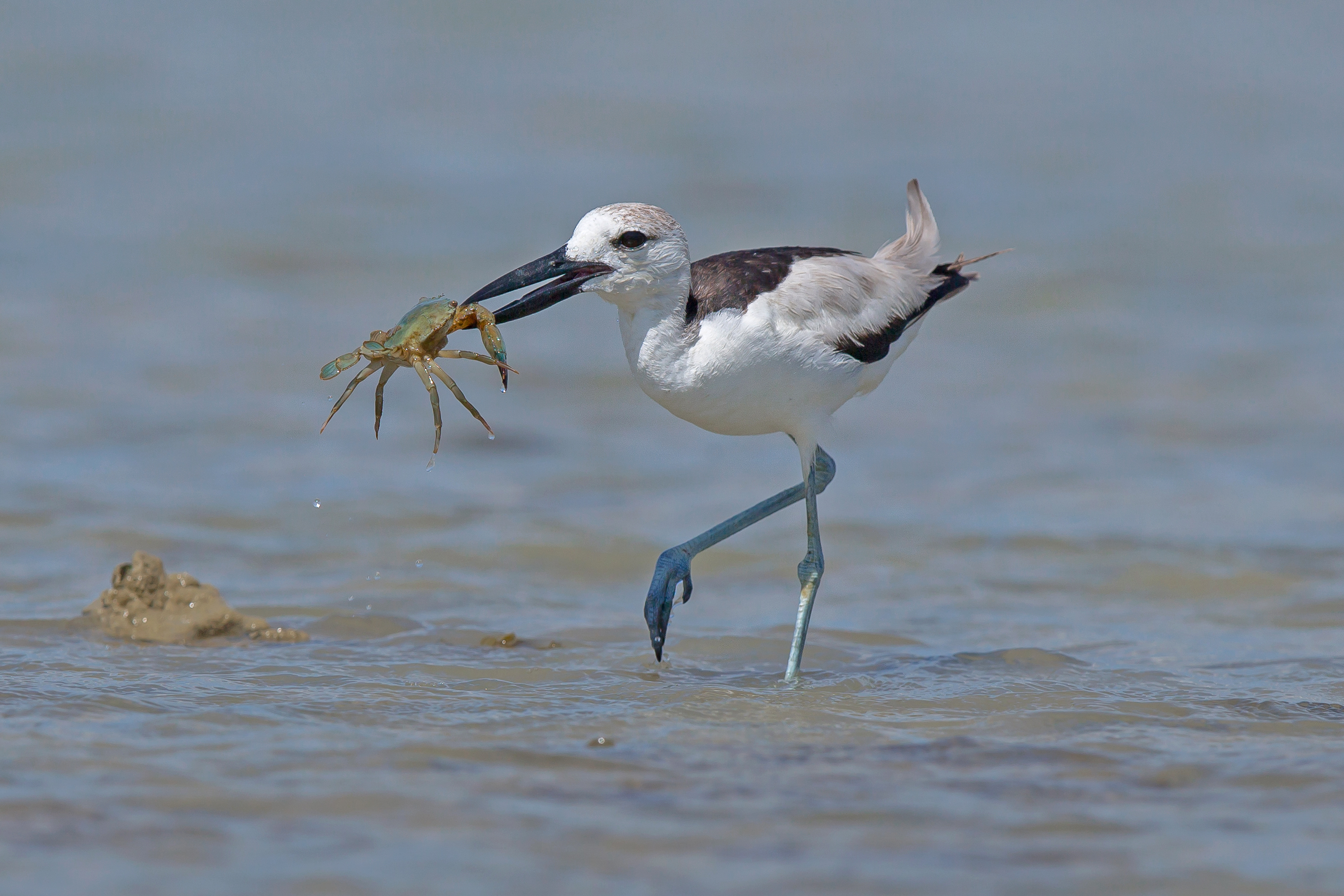 Crab plover with crab