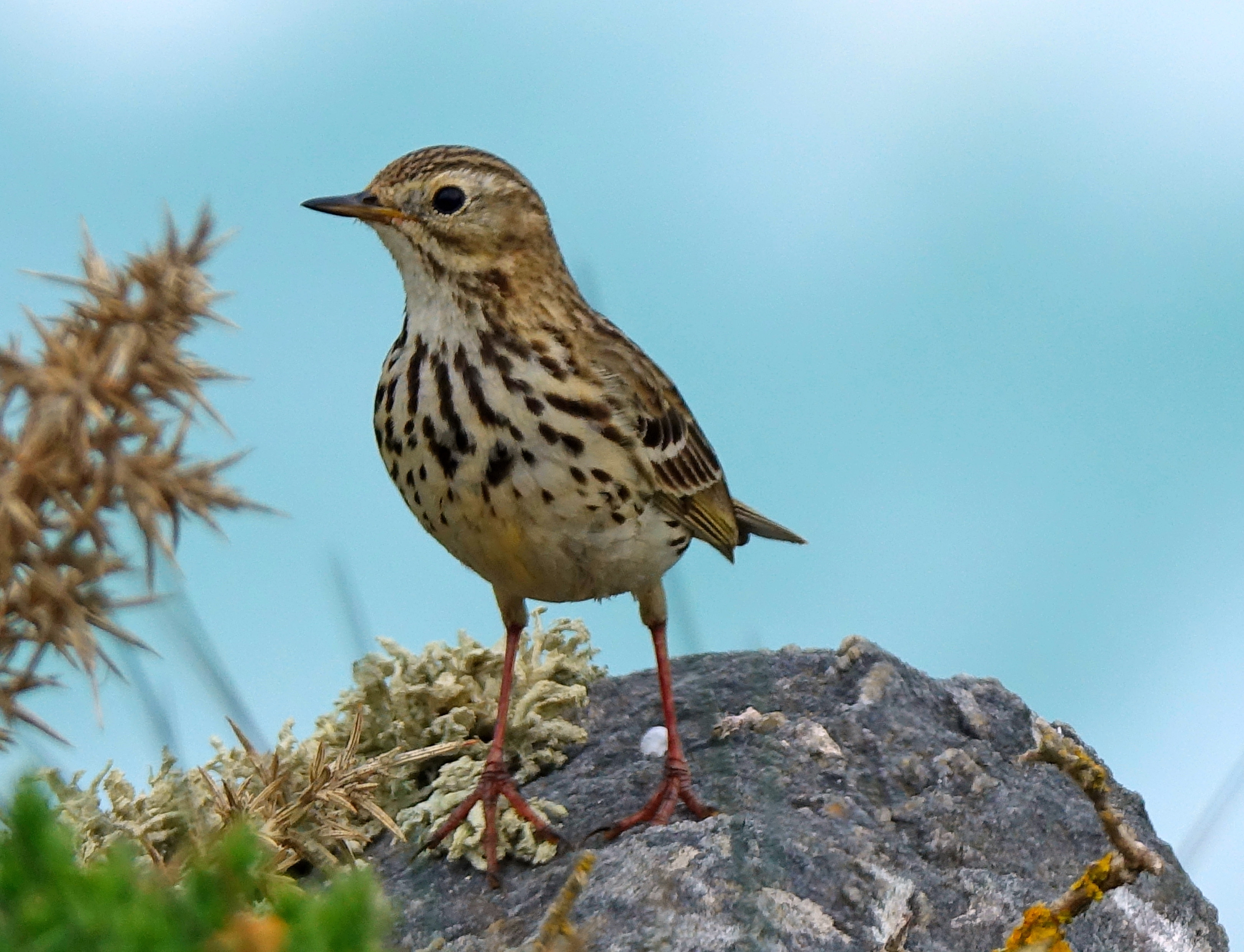 Woodlark