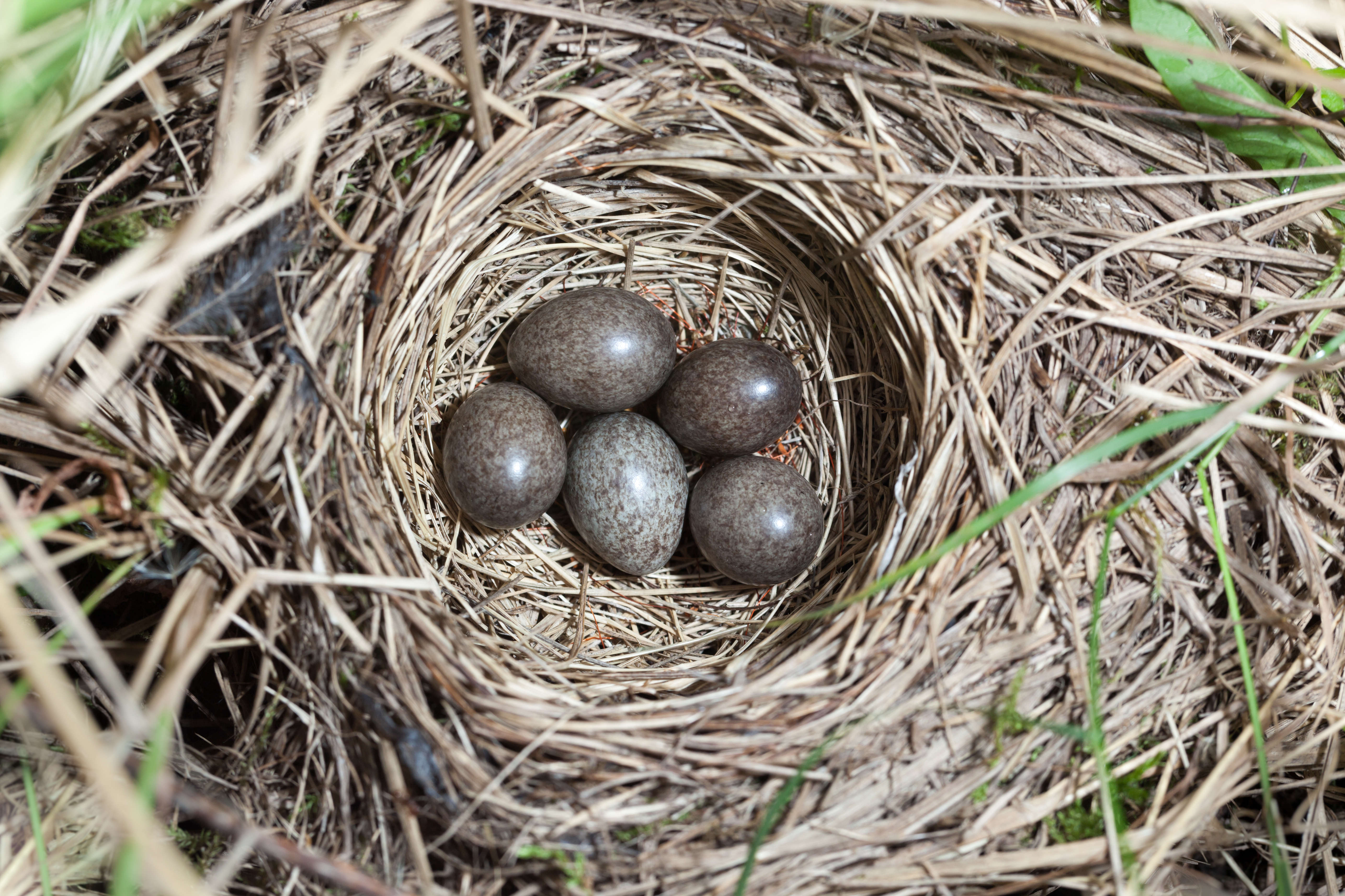 Pipit nest with eggs