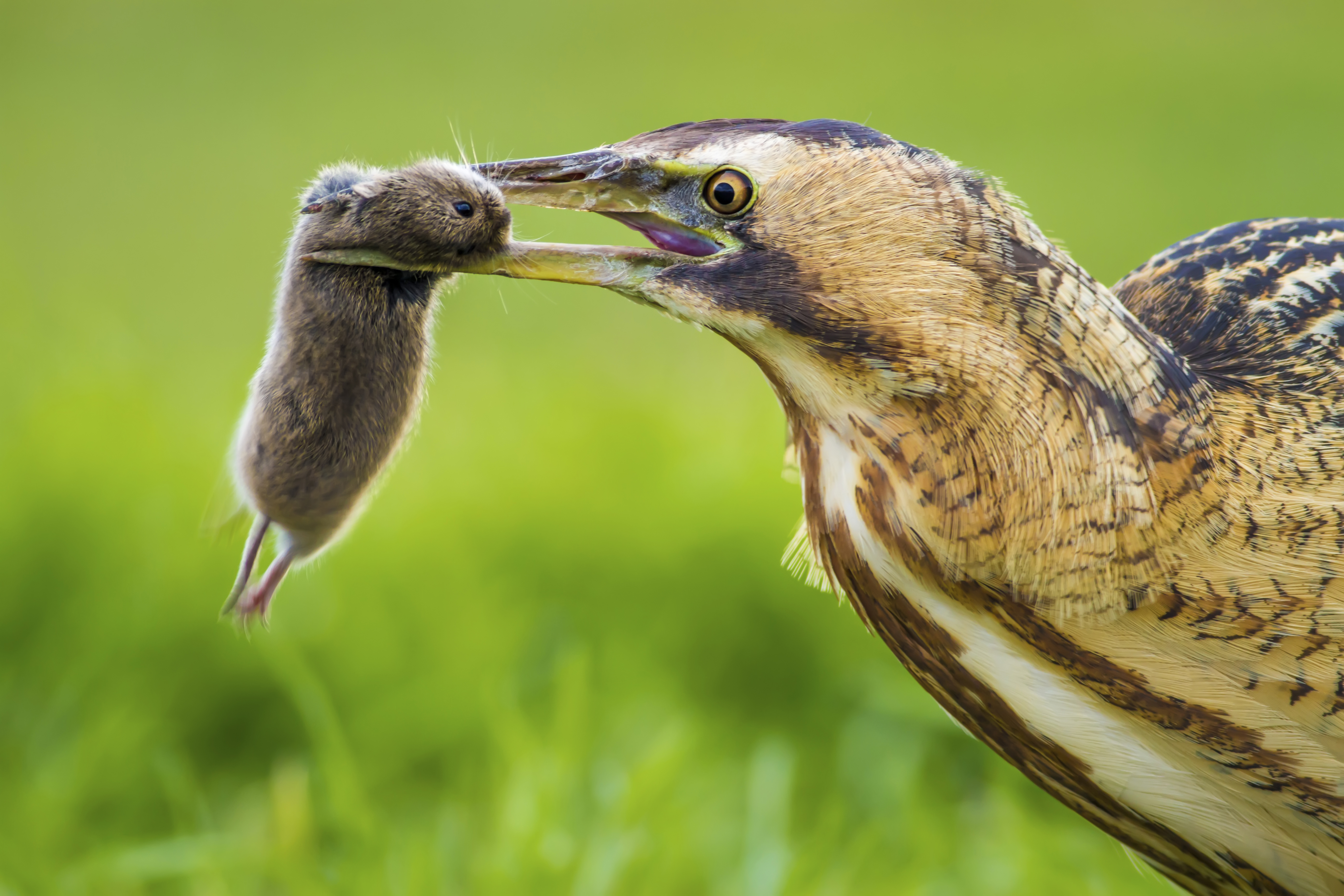 Bittern with prey