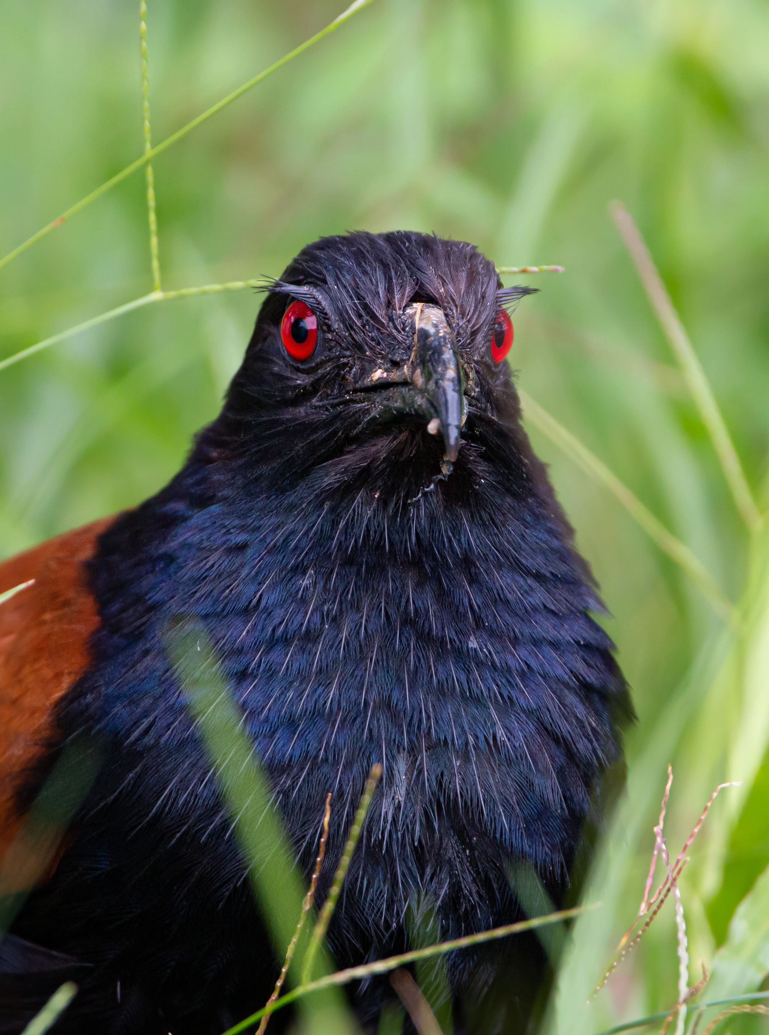 Greater coucal