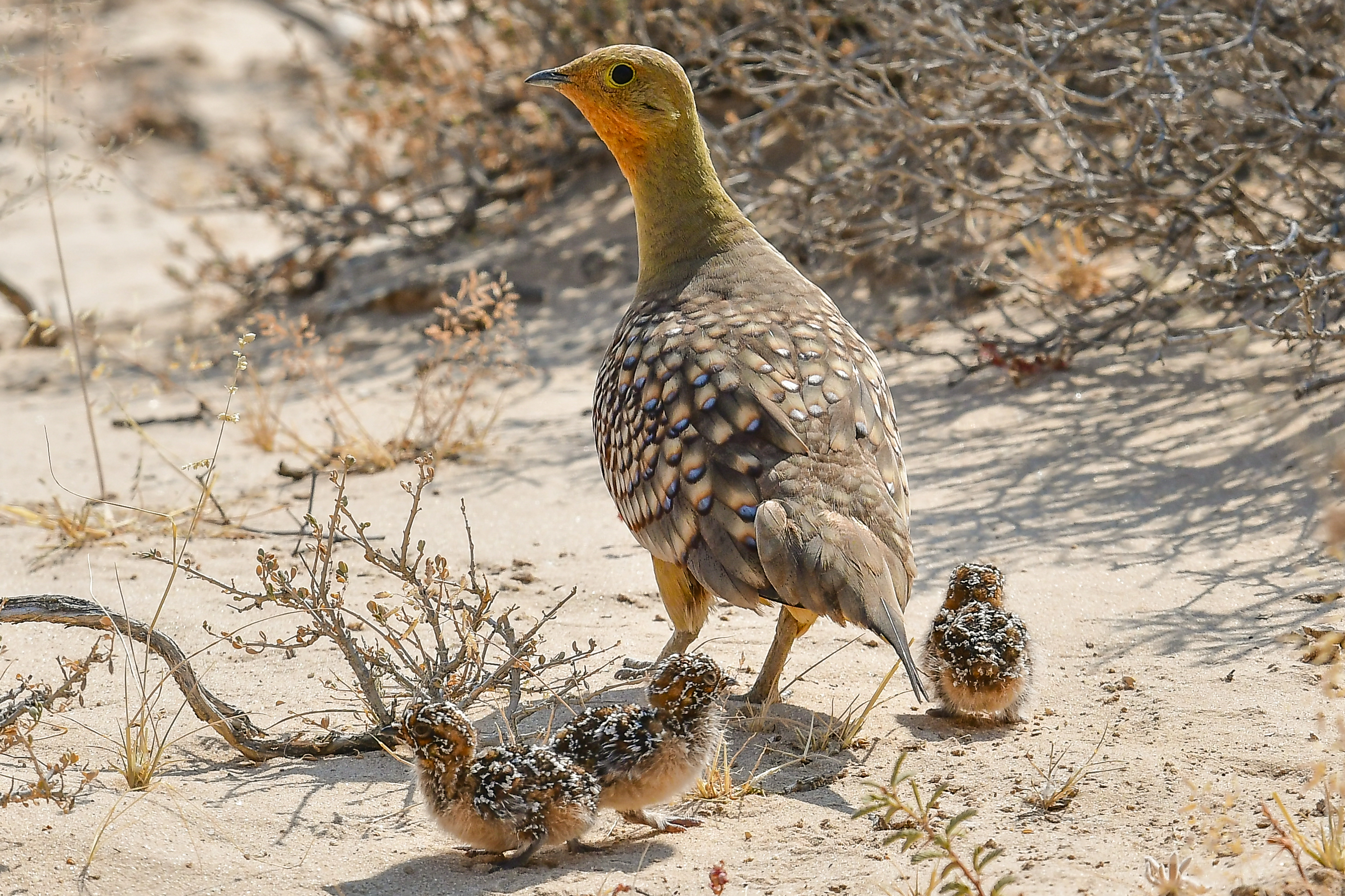 Male sandgrouse with chicks