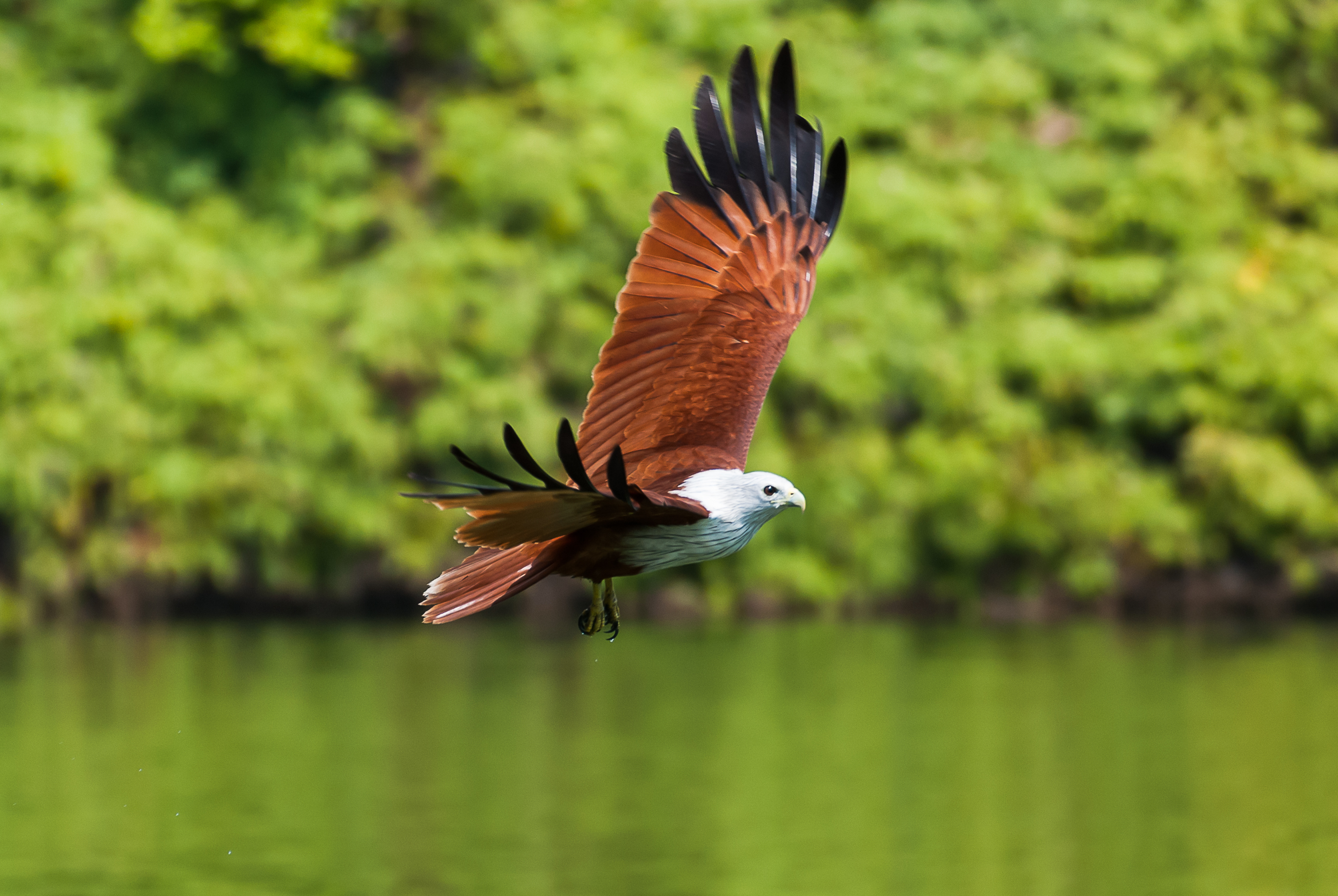 Brahminy kite (red-backed sea eagle)