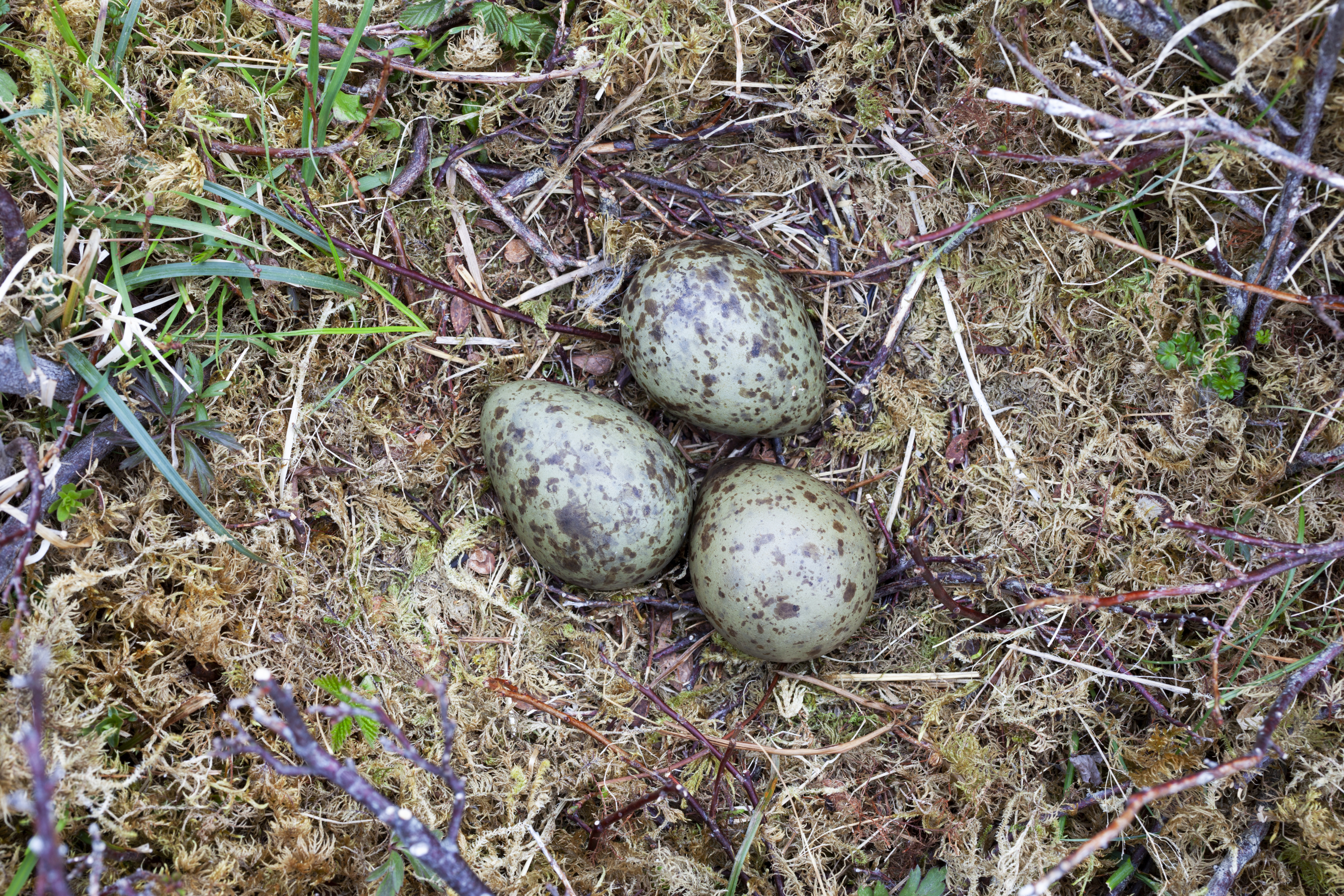 Curlew nest with eggs