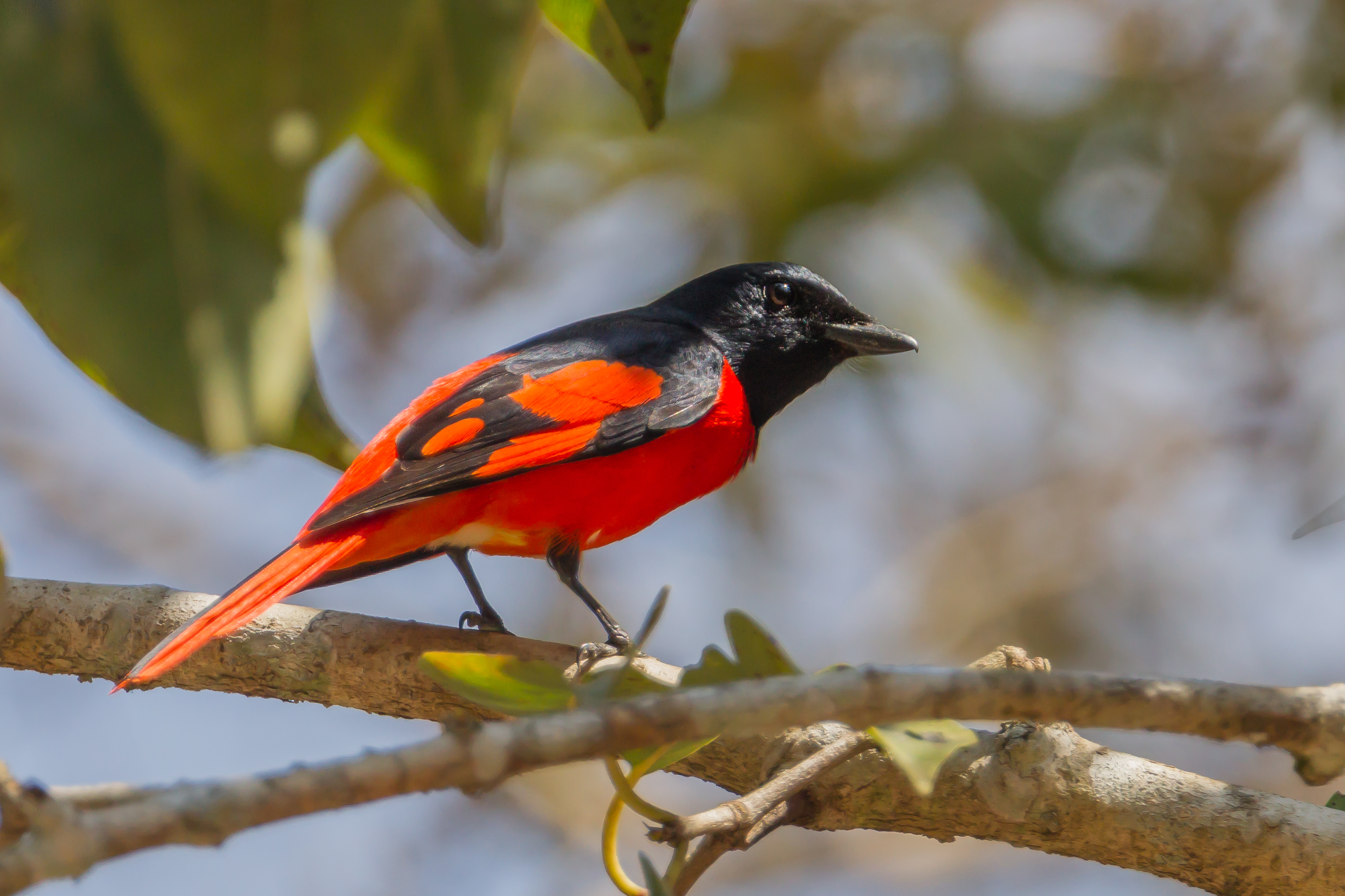 Scarlet minivet, a kind of cuckoo-shrike