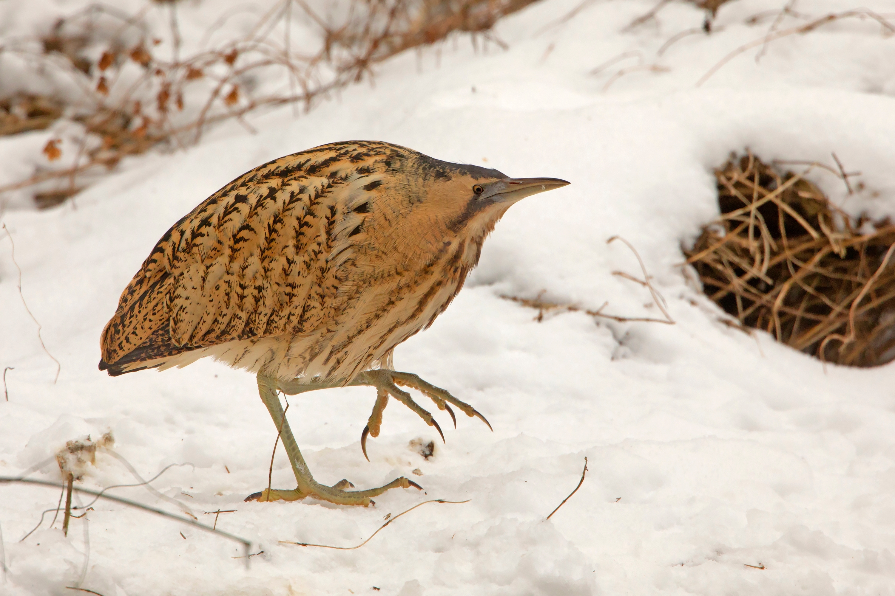 Bittern hunting in the snow