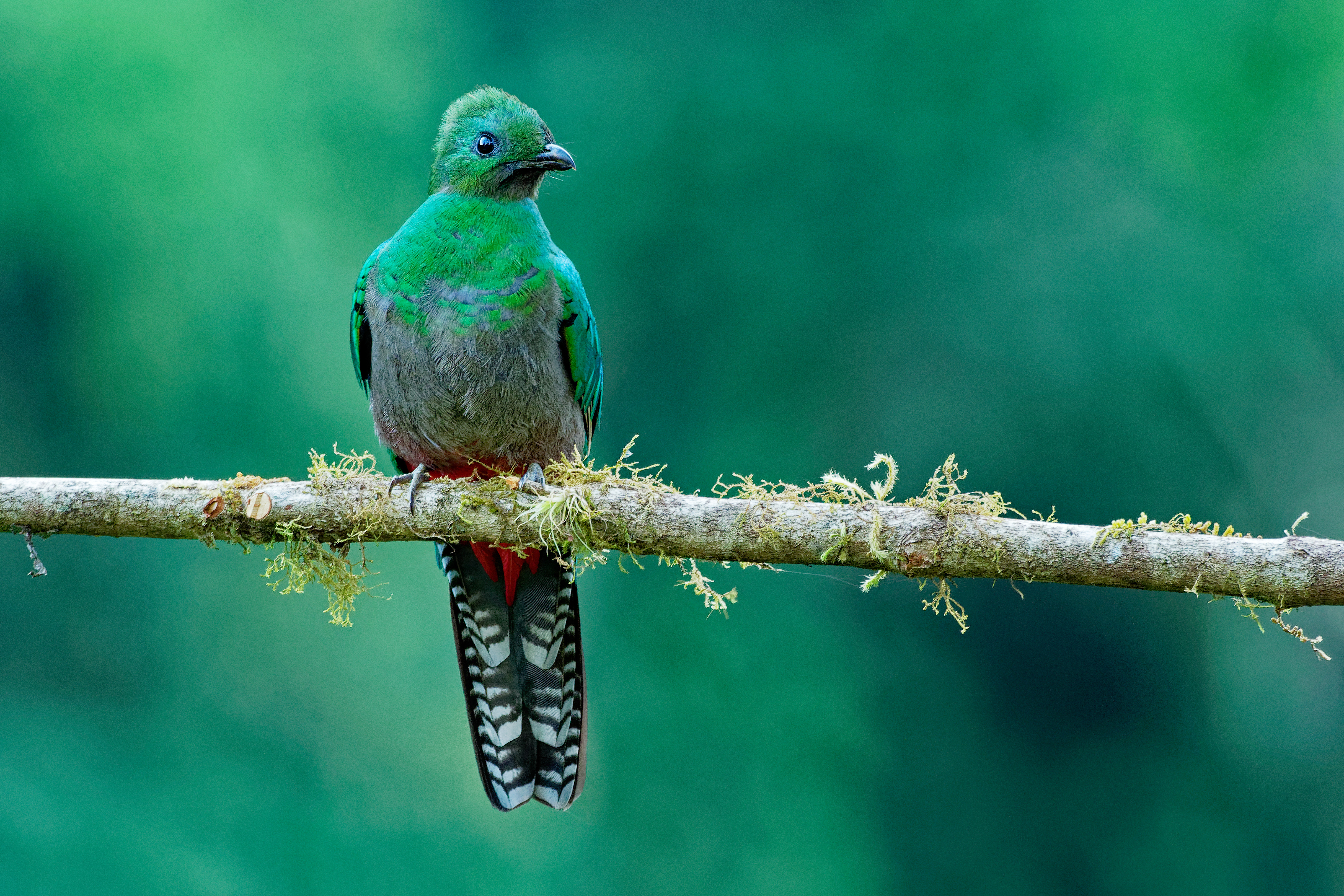 Female resplendent quetzal