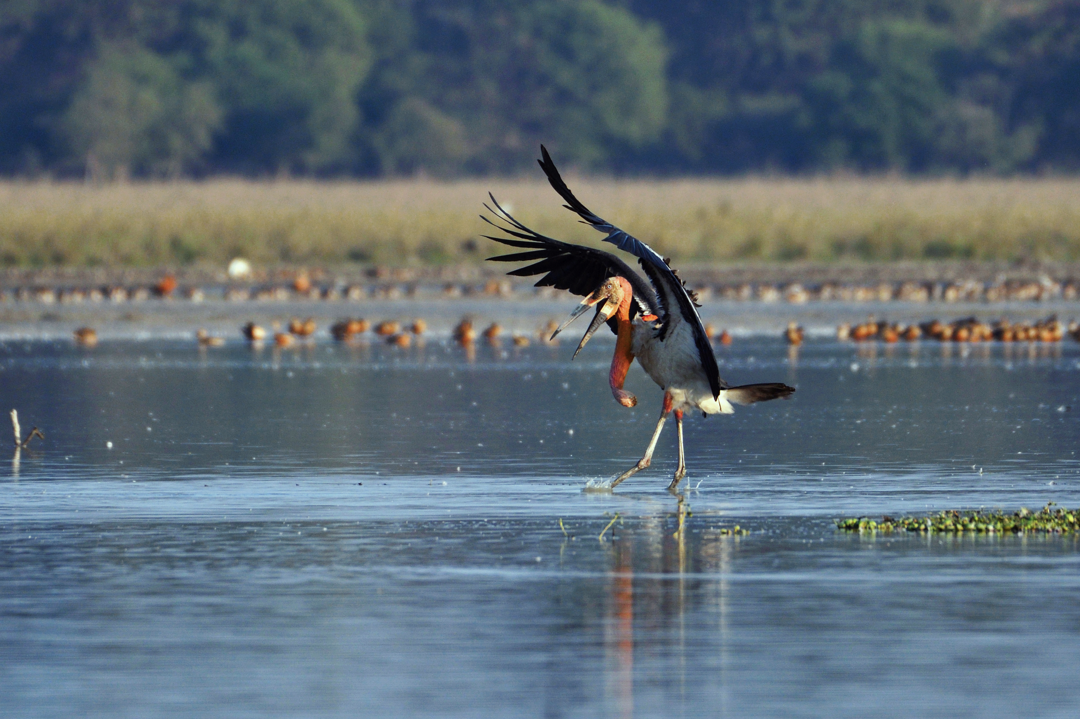 Greater adjutant landing in water