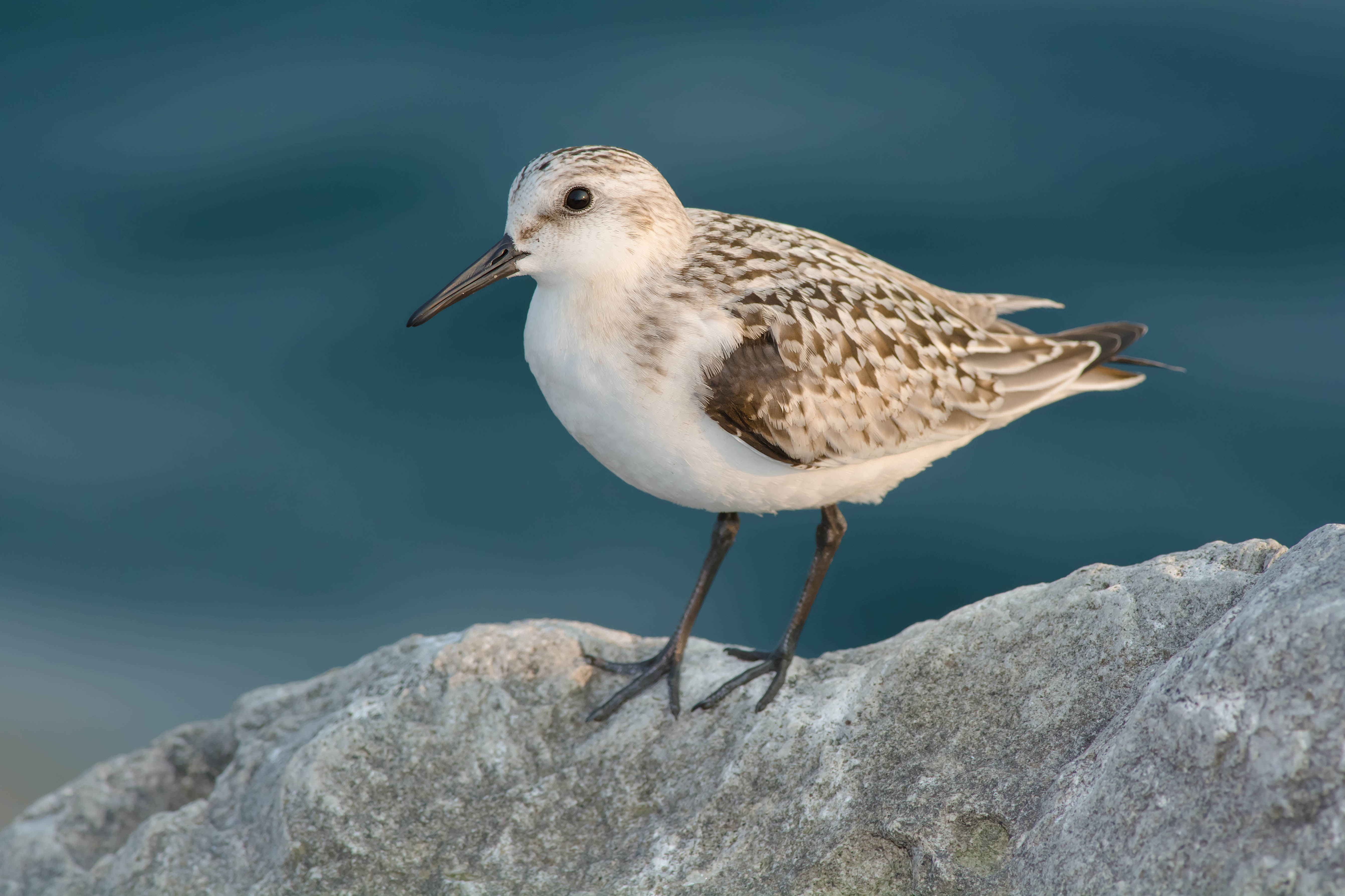 Sanderling