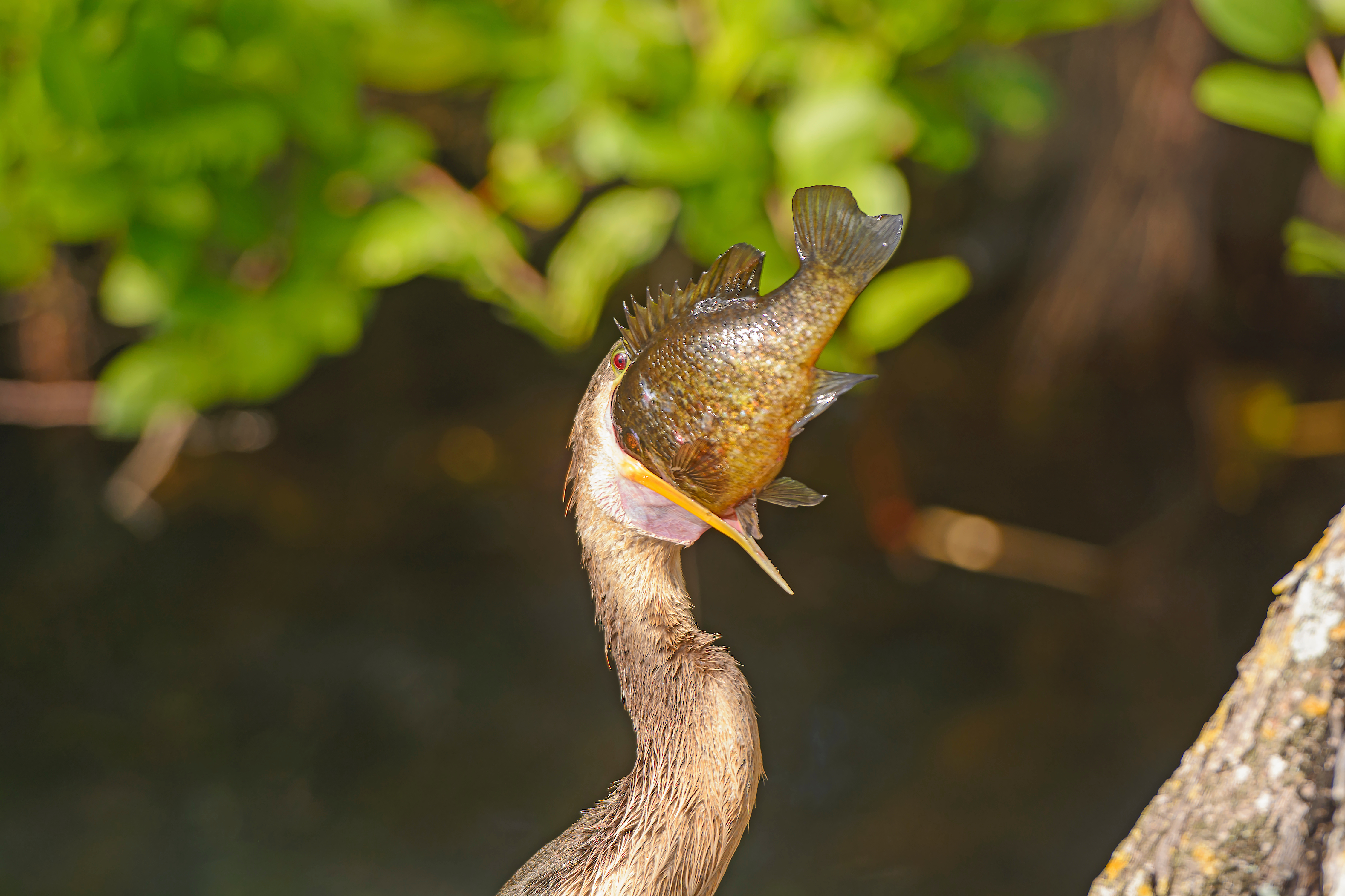 Anhinga swallowing a fish