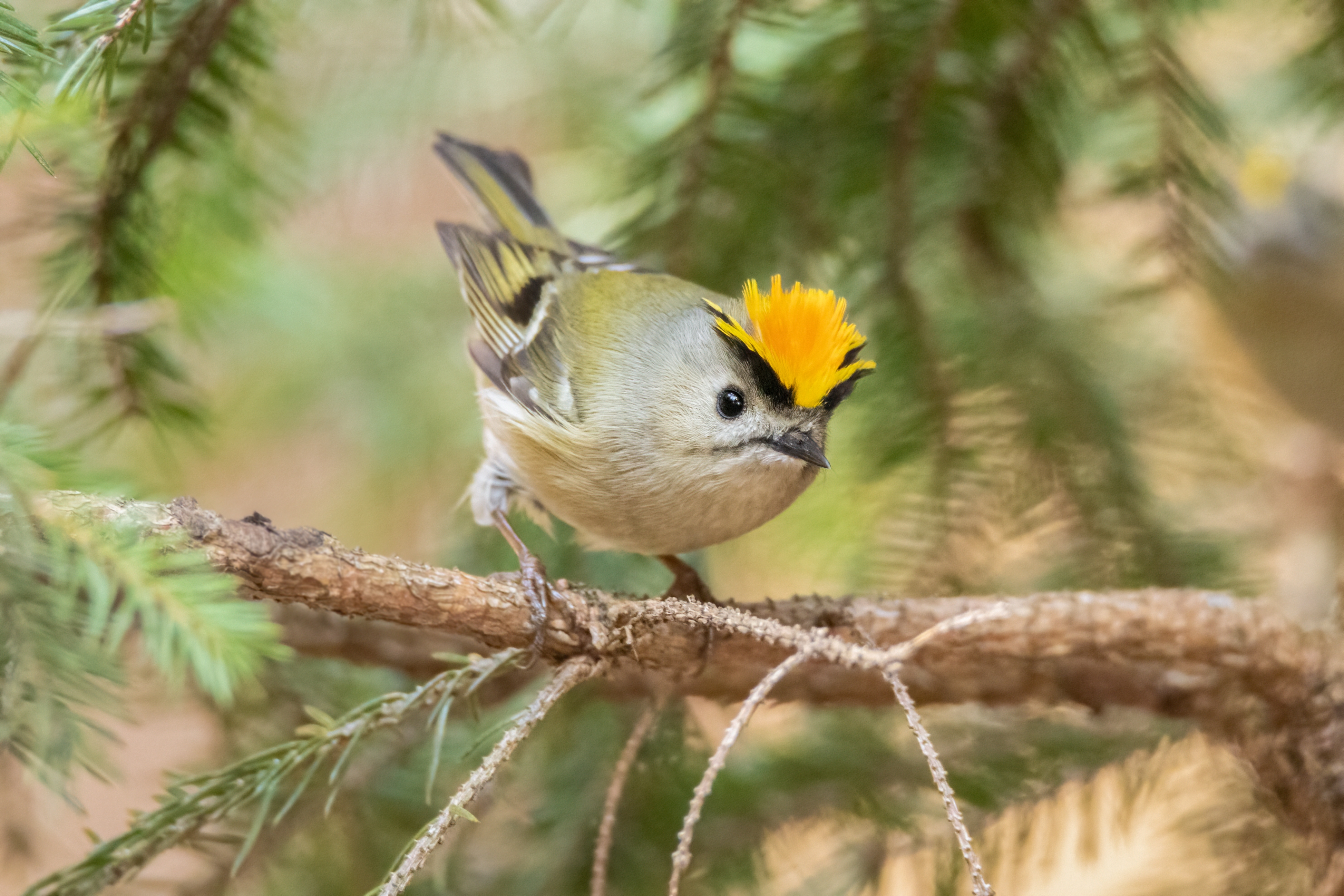 Goldcrest, the smallest European bird