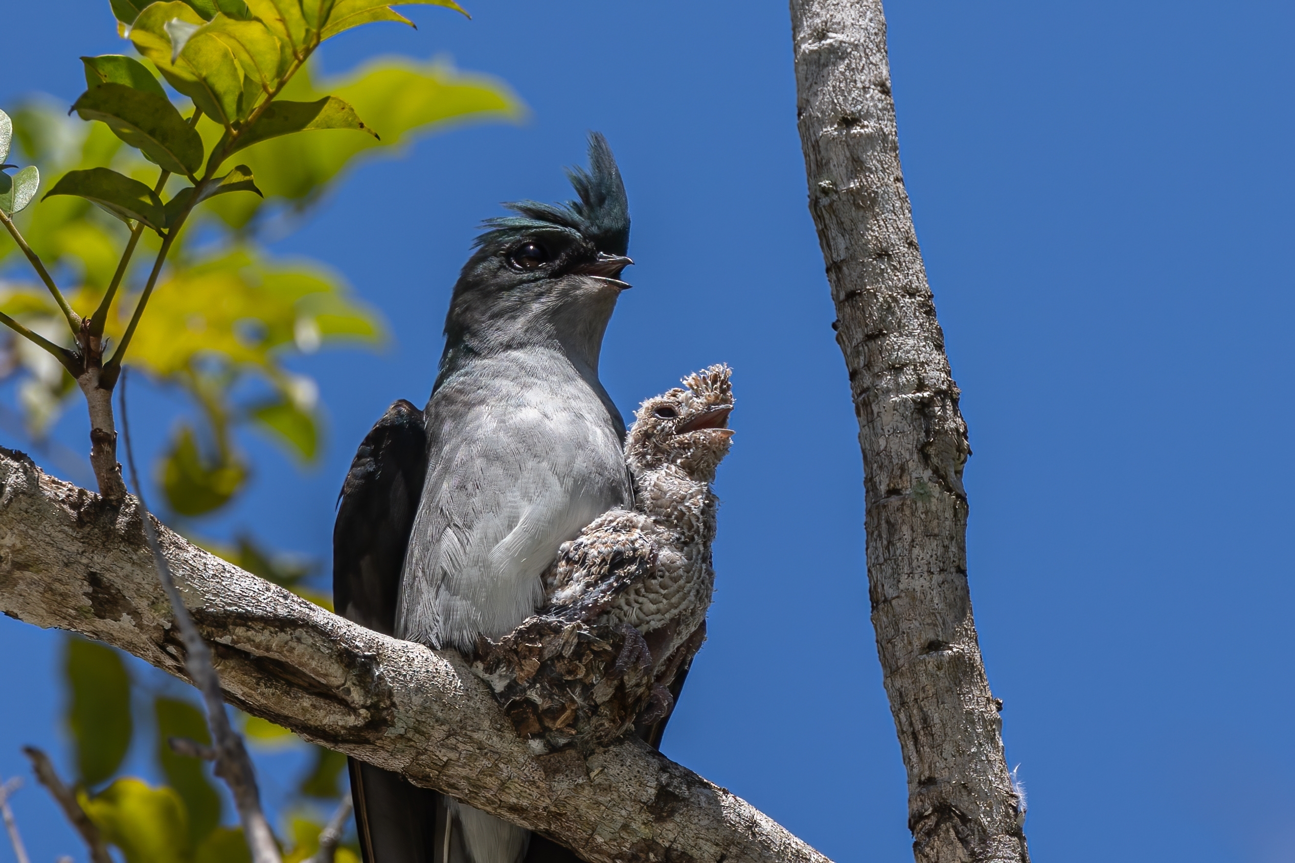 Gray-rumped treeswift with young