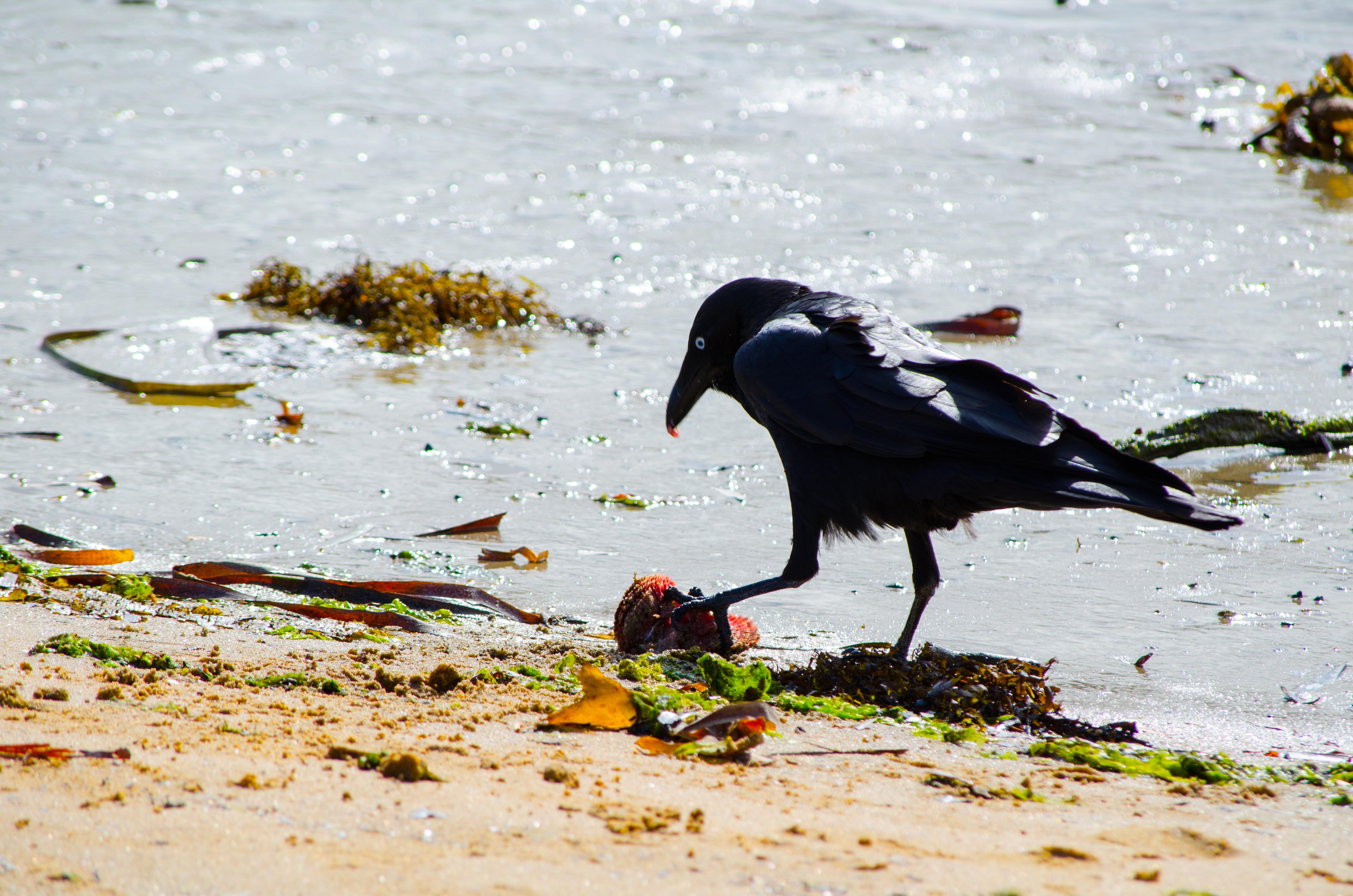 Torresian crow foraging for food on the beach