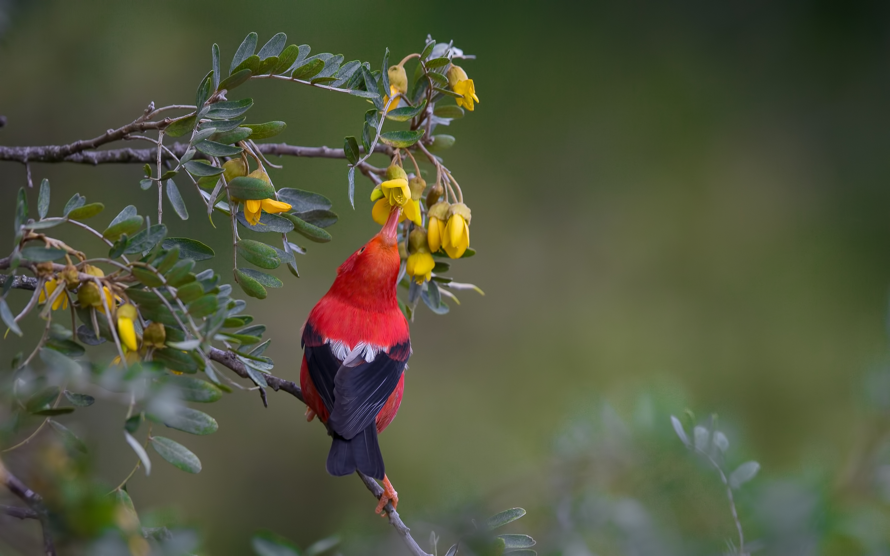 Iiwi sipping nectar