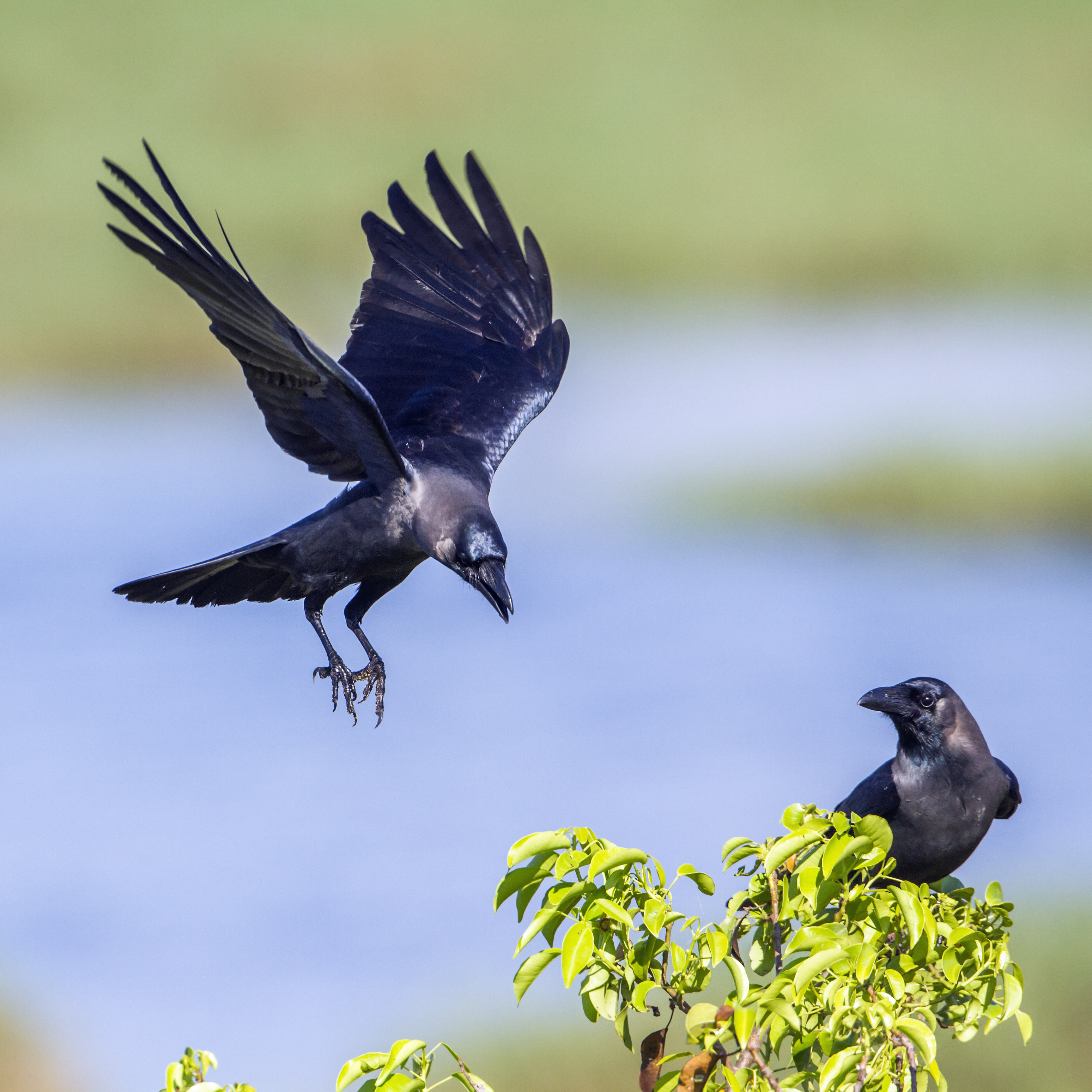 House crows